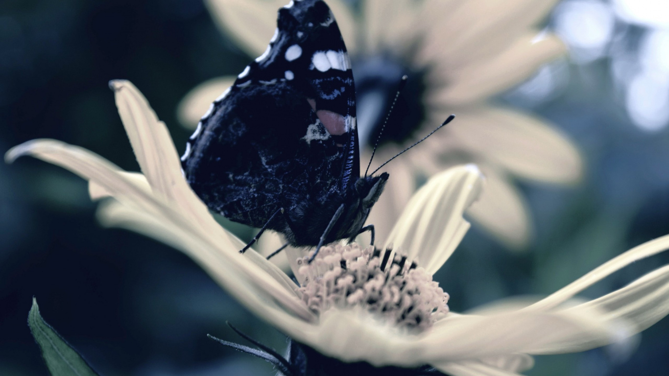Mariposa en Blanco y Negro Sobre Flor Blanca. Wallpaper in 1366x768 Resolution