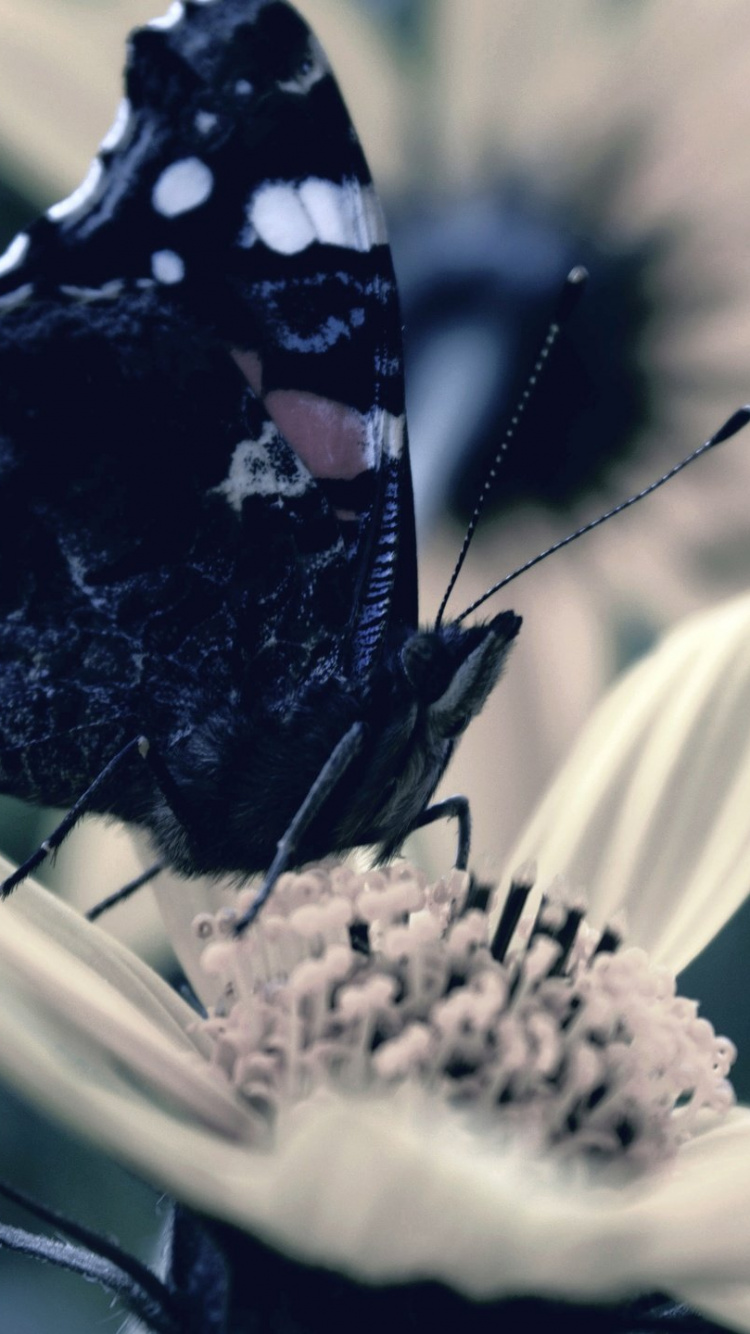 Mariposa en Blanco y Negro Sobre Flor Blanca. Wallpaper in 750x1334 Resolution