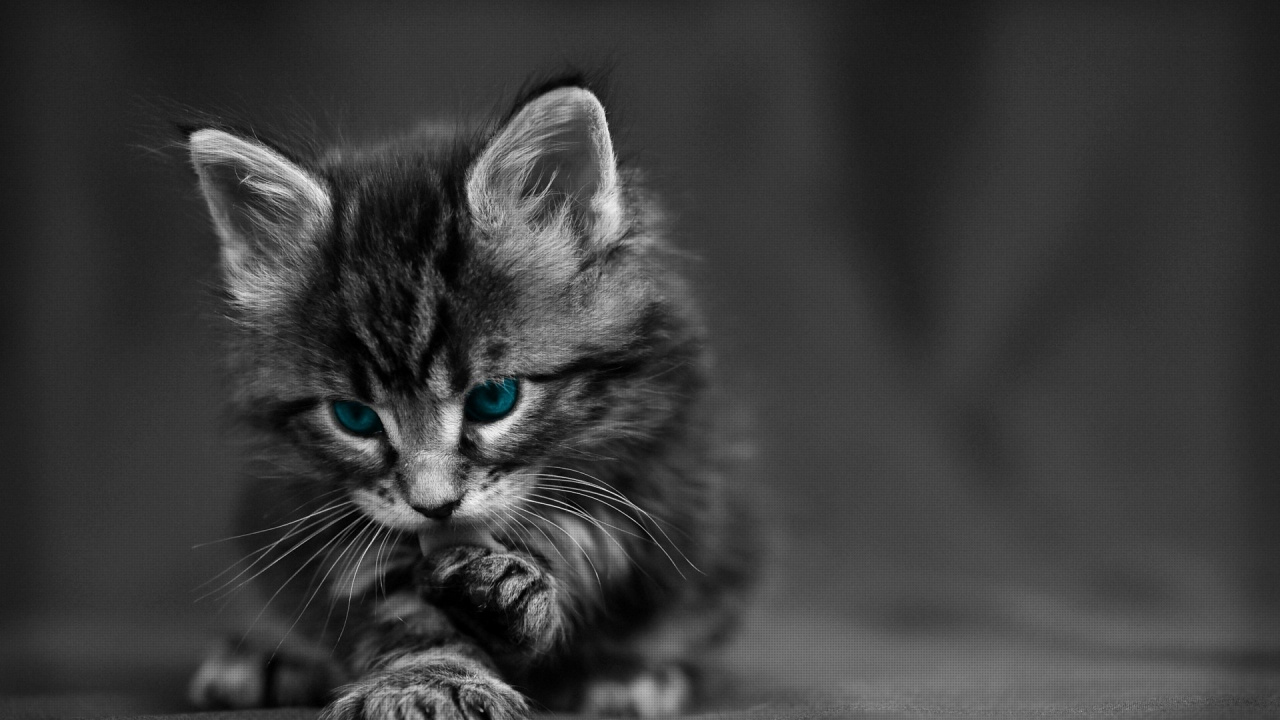 Photo en Niveaux de Gris D'un Chaton Tigré. Wallpaper in 1280x720 Resolution