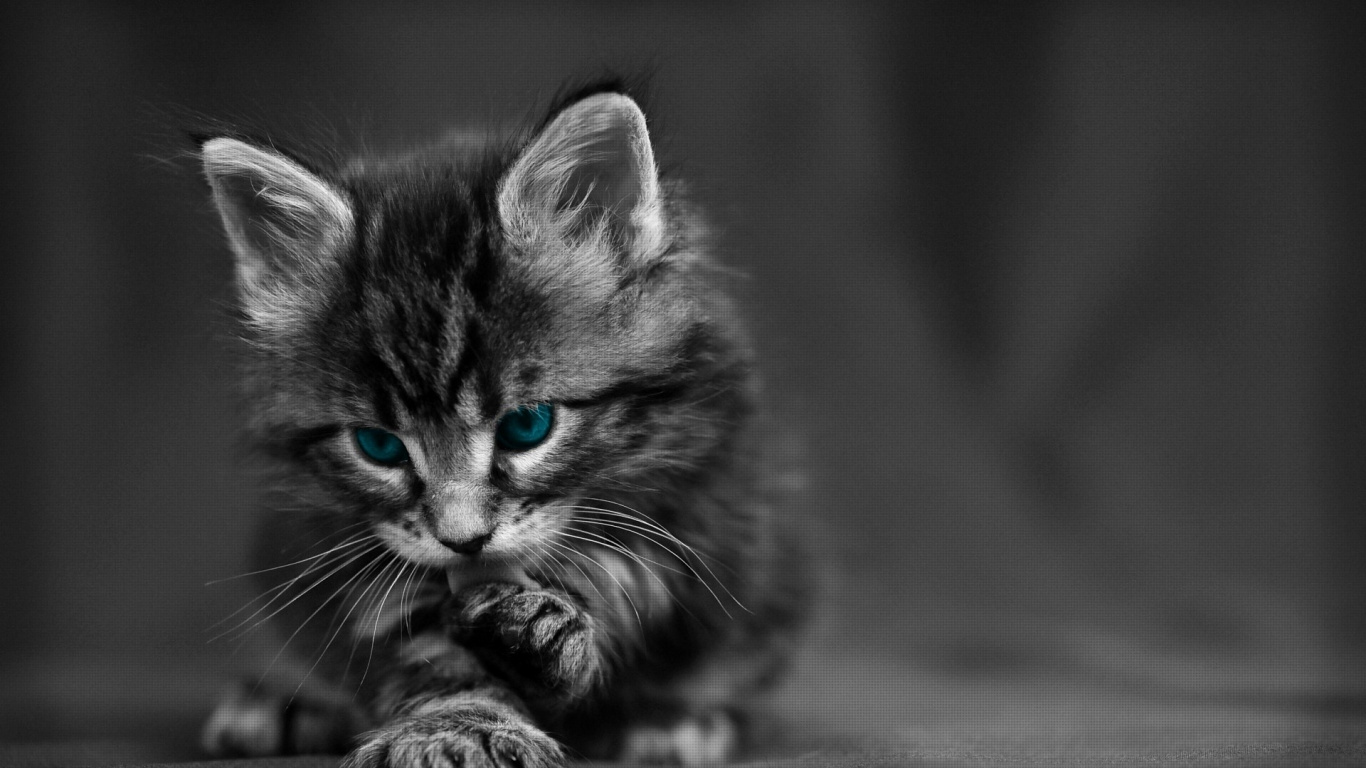 Photo en Niveaux de Gris D'un Chaton Tigré. Wallpaper in 1366x768 Resolution