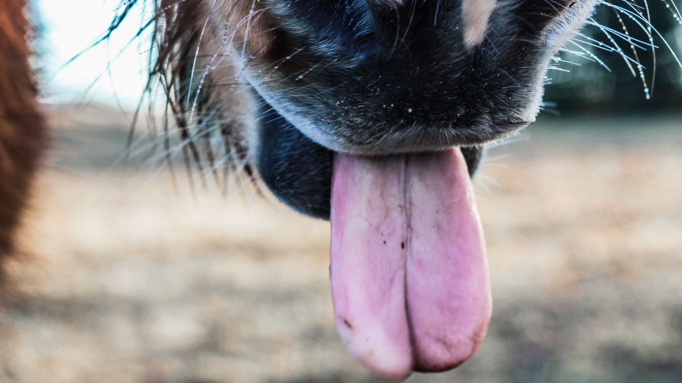 Brown and White Short Coated Dog Showing Tongue. Wallpaper in 1366x768 Resolution