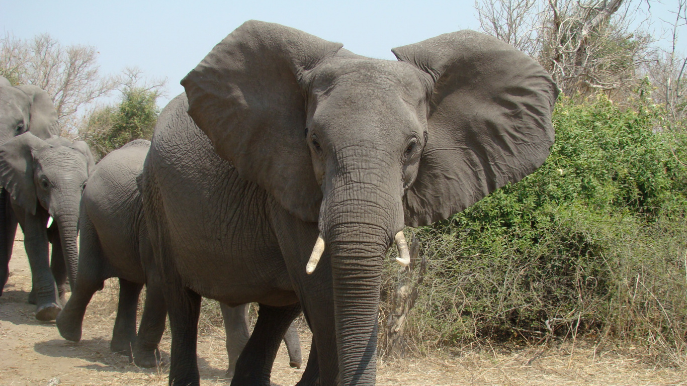 Grey Elephant Walking on Brown Field During Daytime. Wallpaper in 1366x768 Resolution