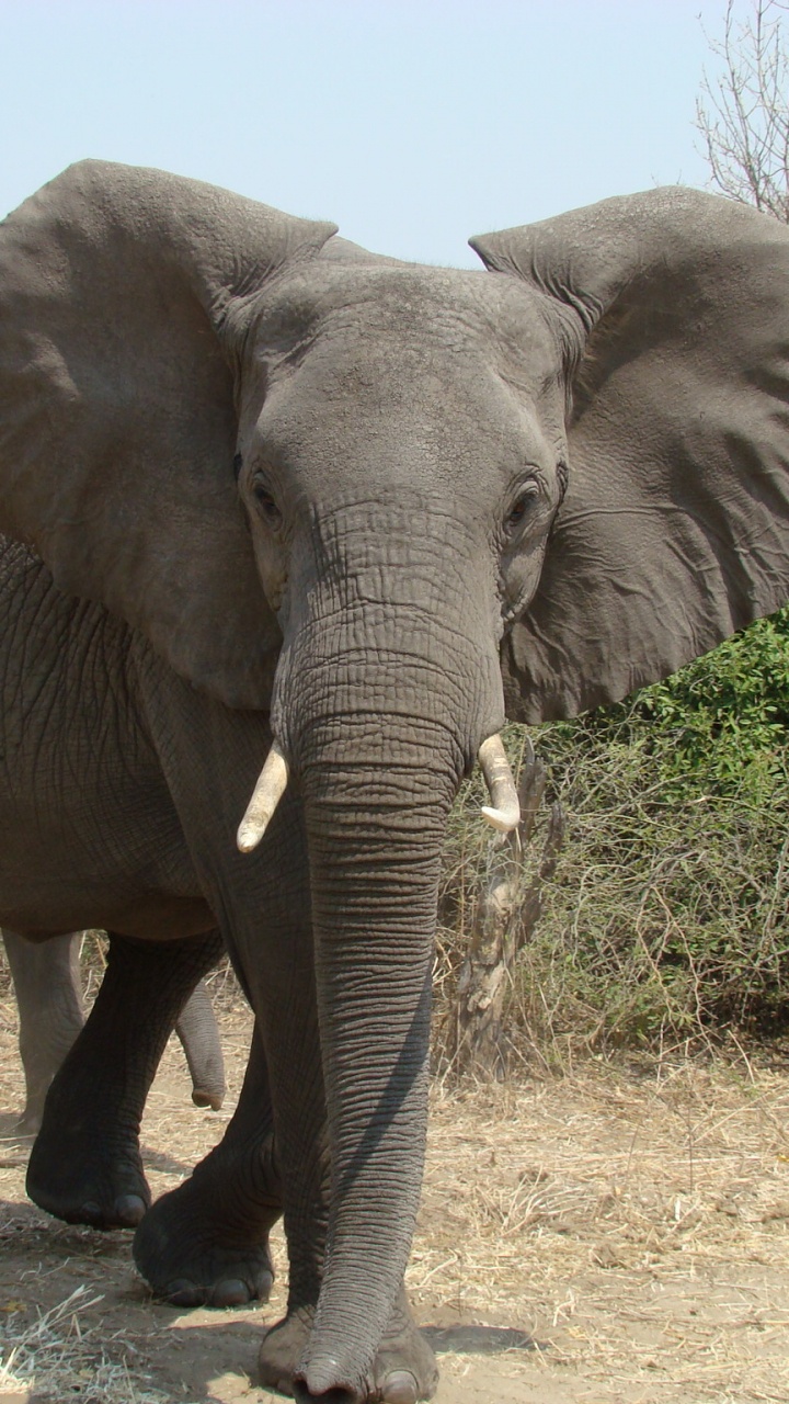 Grey Elephant Walking on Brown Field During Daytime. Wallpaper in 720x1280 Resolution