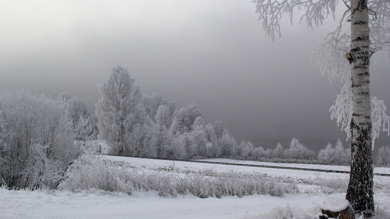 Campo Cubierto de Nieve y Árboles Durante el Día. Wallpaper in 1366x768 Resolution