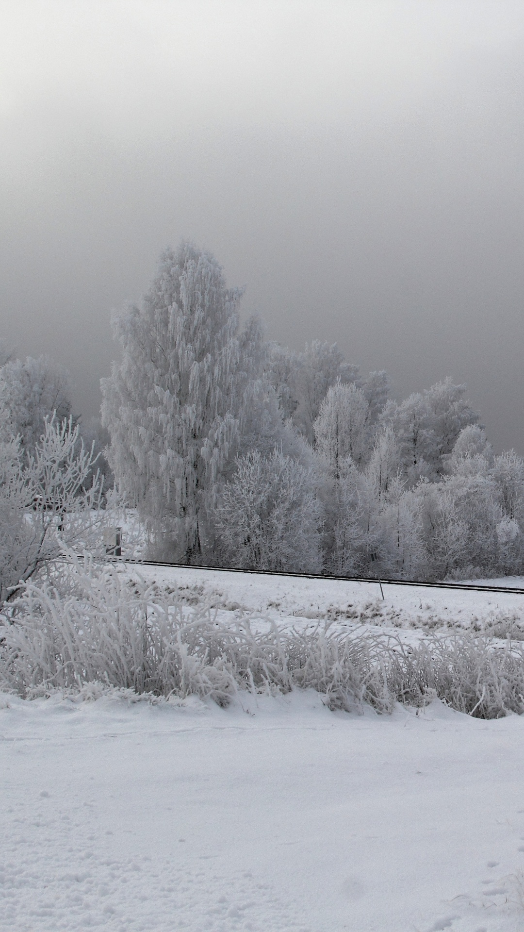 Champ Couvert de Neige et Arbres Pendant la Journée. Wallpaper in 1080x1920 Resolution