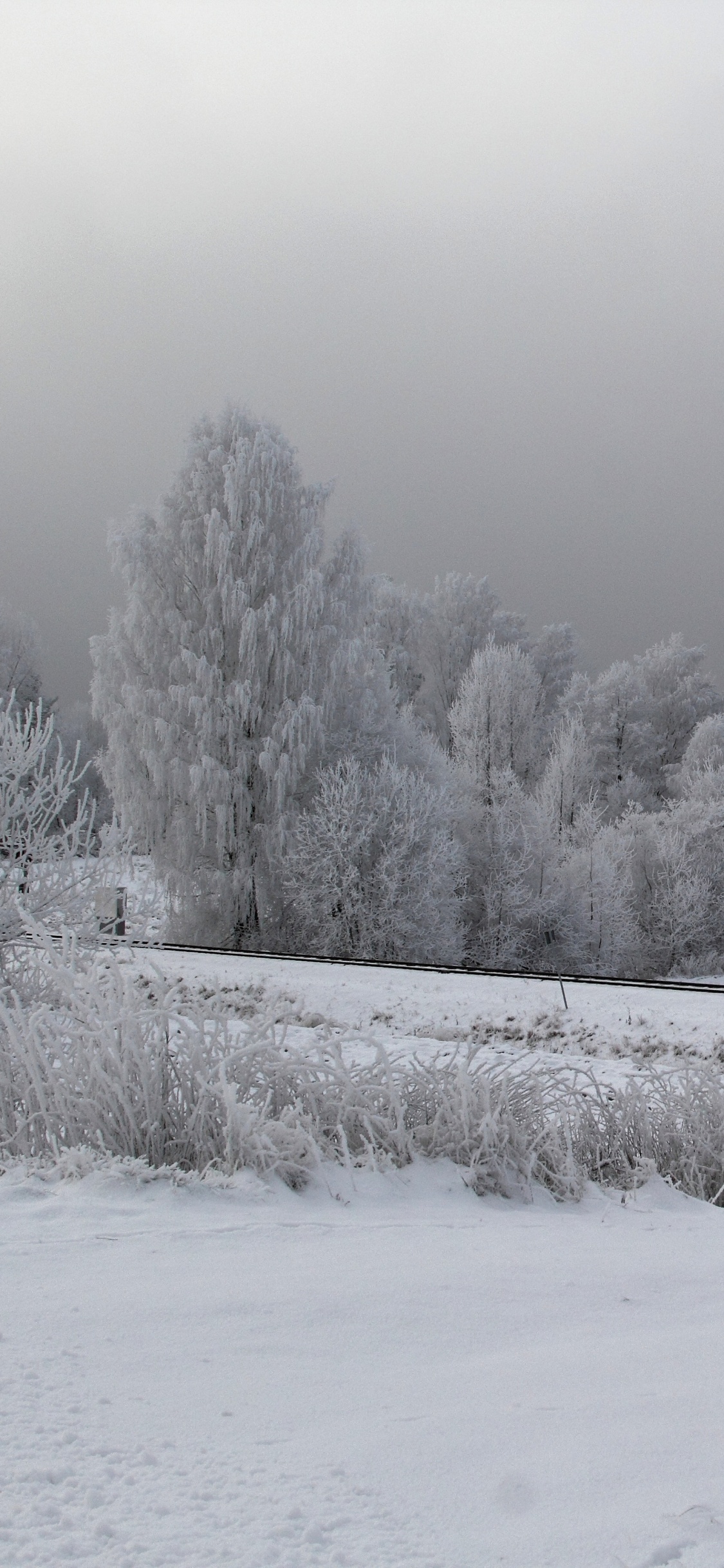 Champ Couvert de Neige et Arbres Pendant la Journée. Wallpaper in 1125x2436 Resolution