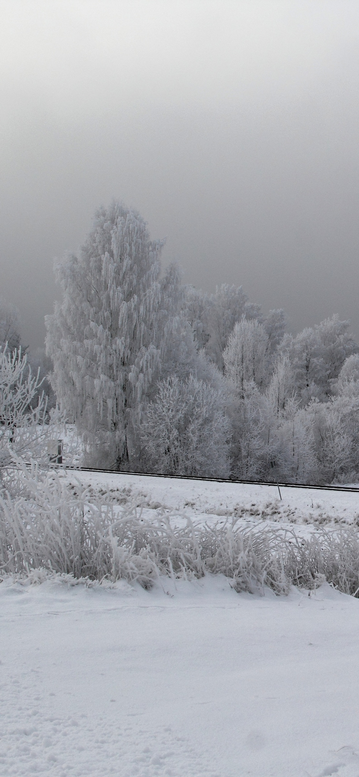 Champ Couvert de Neige et Arbres Pendant la Journée. Wallpaper in 1242x2688 Resolution