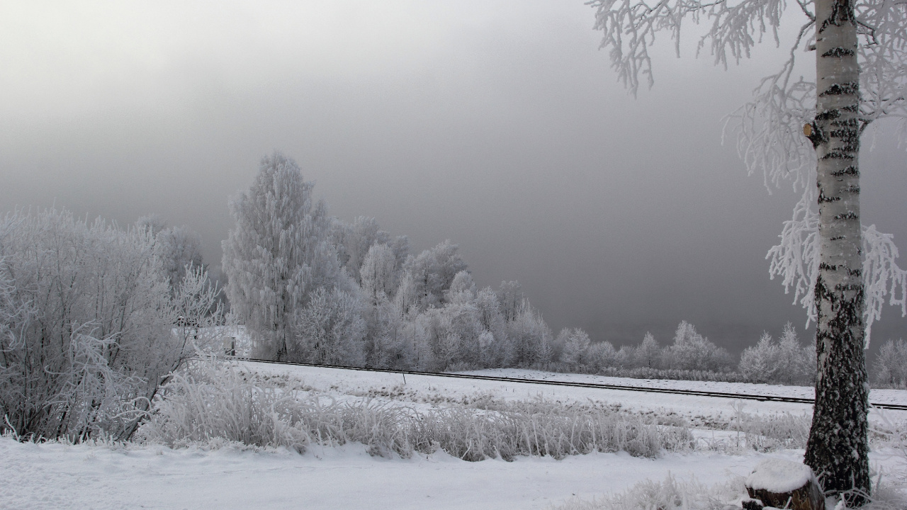 Champ Couvert de Neige et Arbres Pendant la Journée. Wallpaper in 1280x720 Resolution