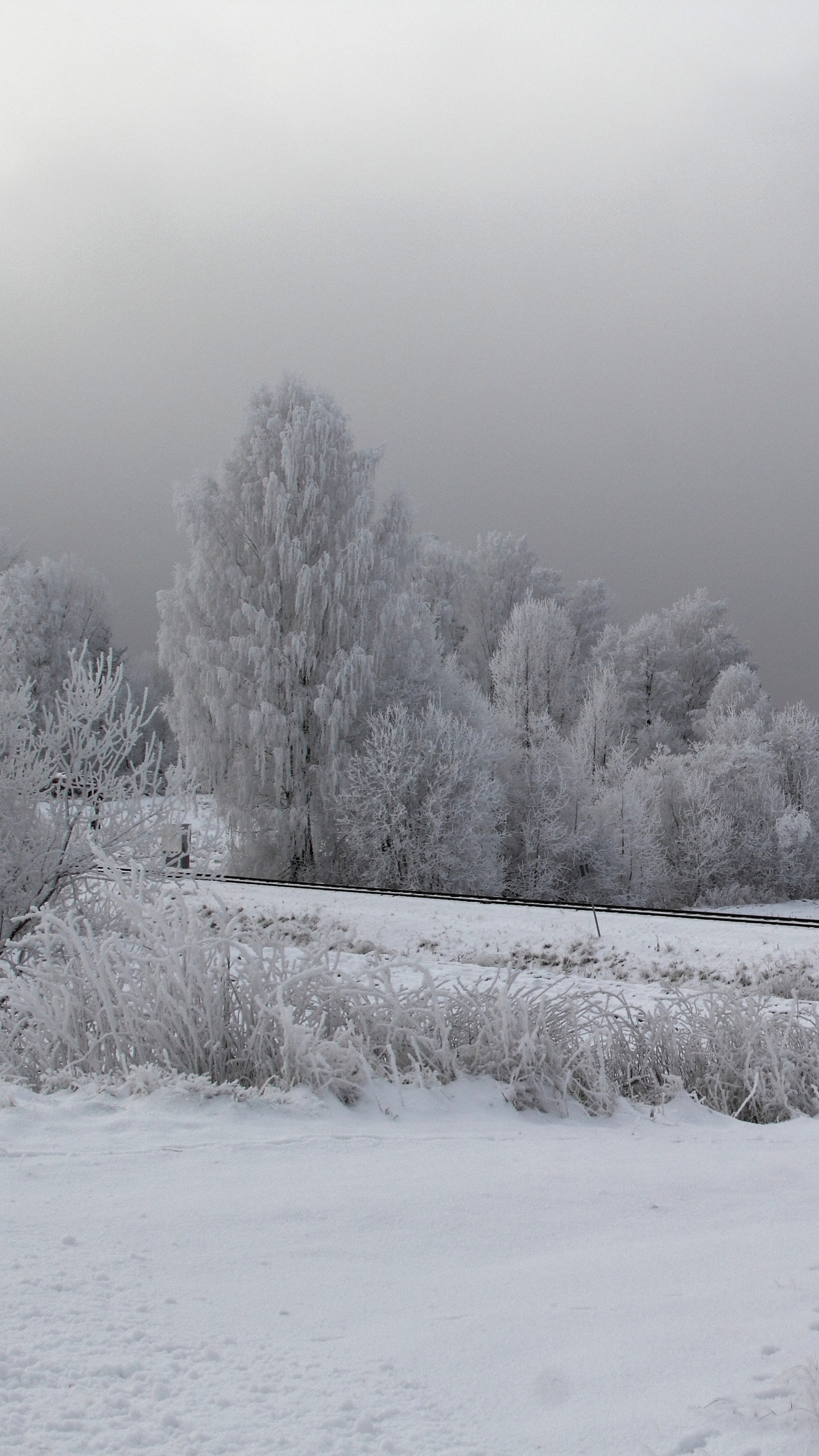 Champ Couvert de Neige et Arbres Pendant la Journée. Wallpaper in 1440x2560 Resolution