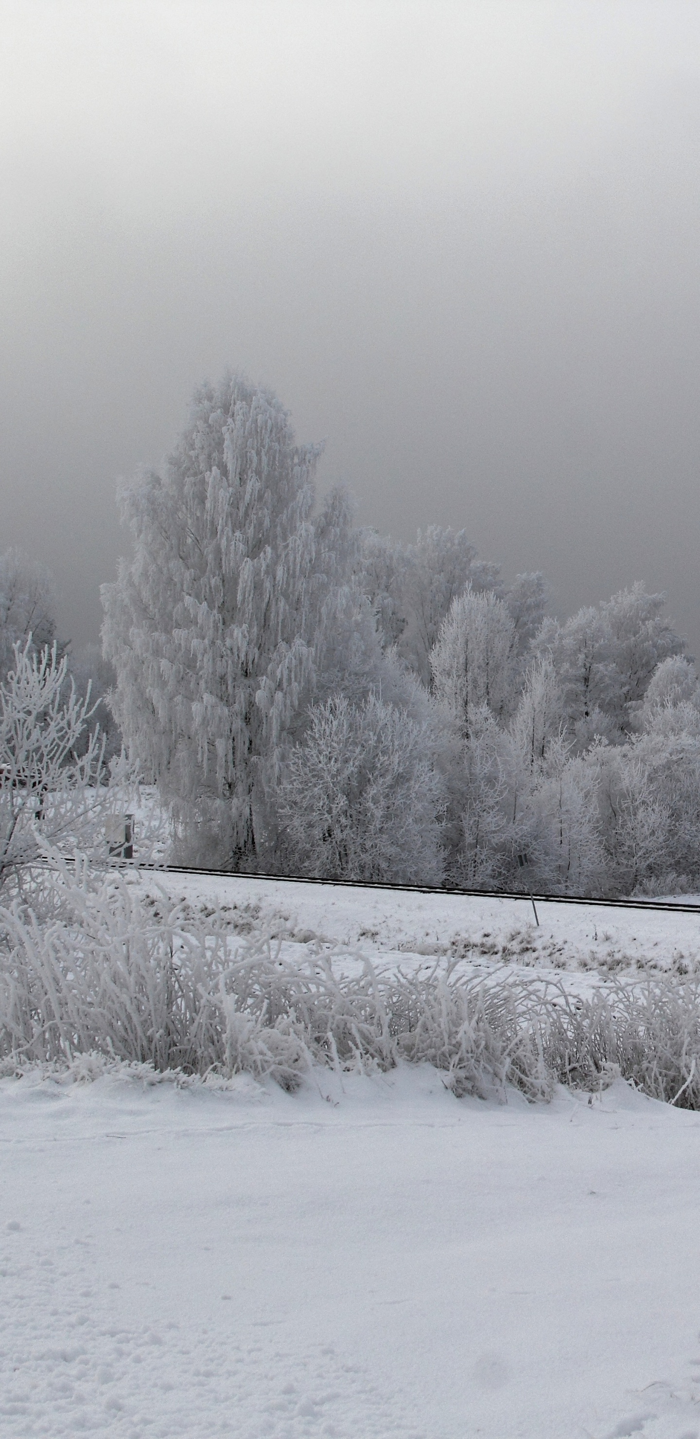 Champ Couvert de Neige et Arbres Pendant la Journée. Wallpaper in 1440x2960 Resolution