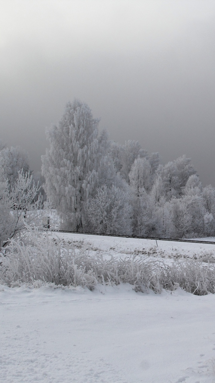 Champ Couvert de Neige et Arbres Pendant la Journée. Wallpaper in 720x1280 Resolution