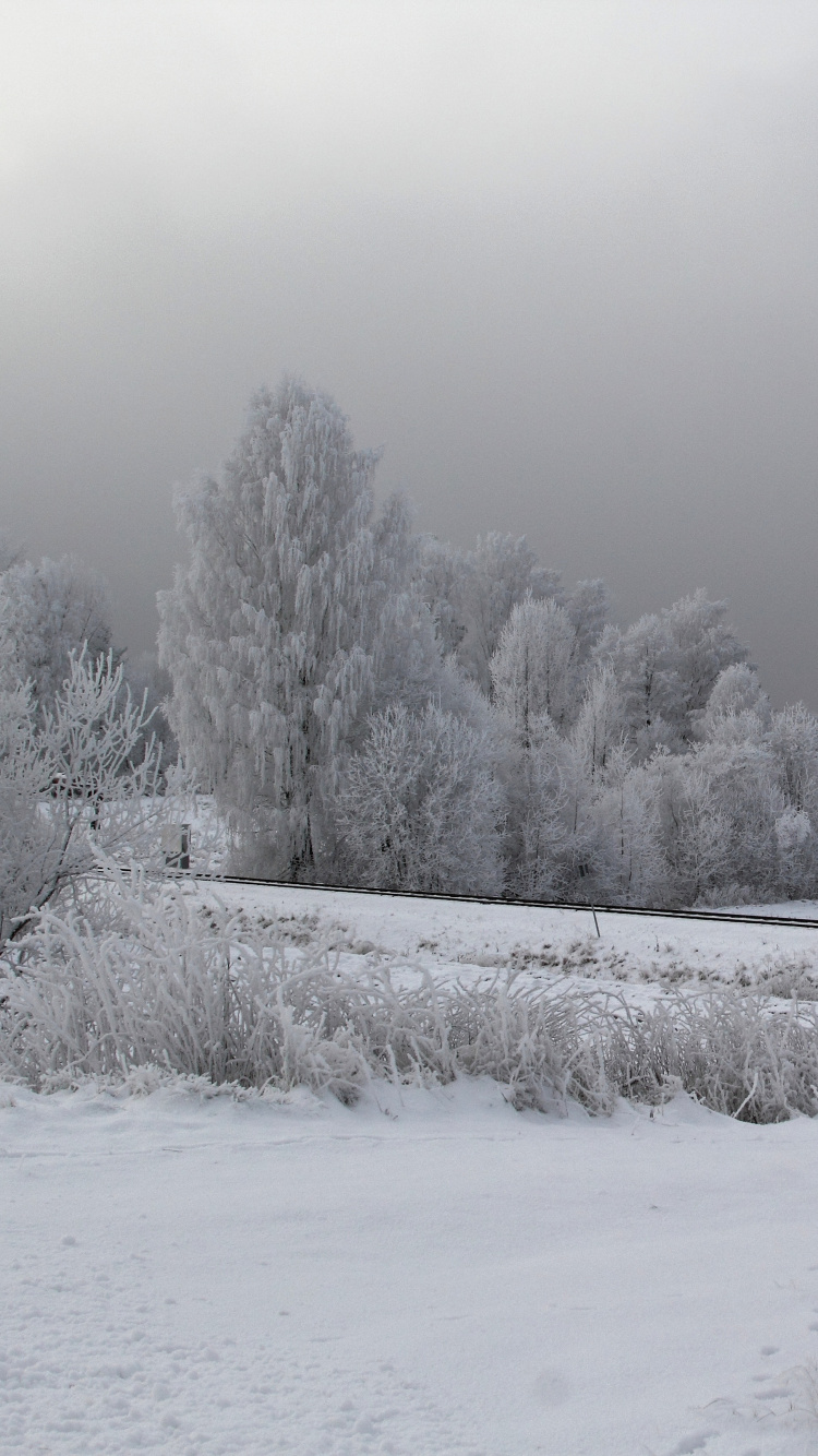 Champ Couvert de Neige et Arbres Pendant la Journée. Wallpaper in 750x1334 Resolution