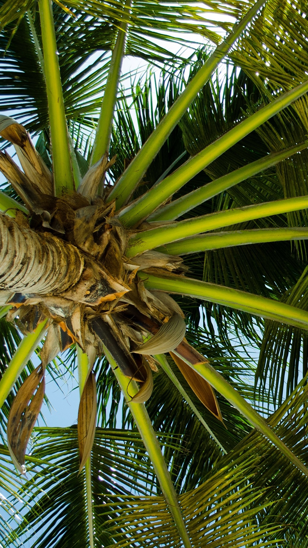 Palmera Verde Durante el Día. Wallpaper in 1080x1920 Resolution