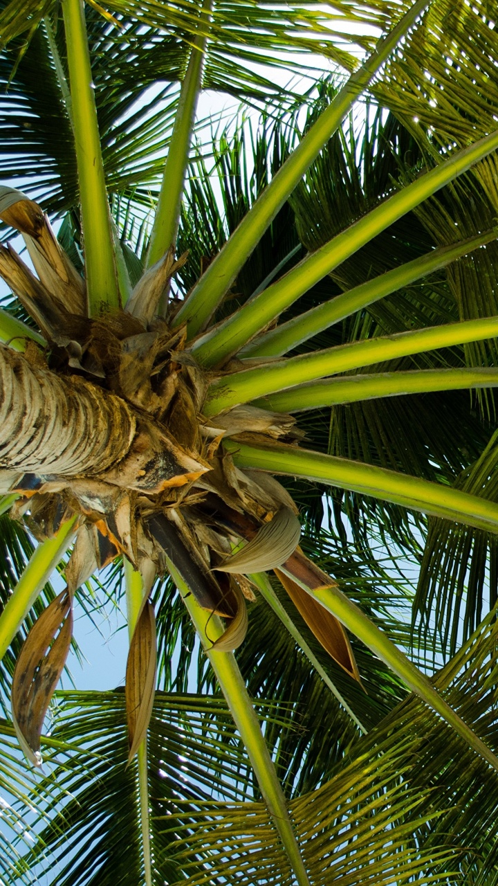 Palmera Verde Durante el Día. Wallpaper in 720x1280 Resolution