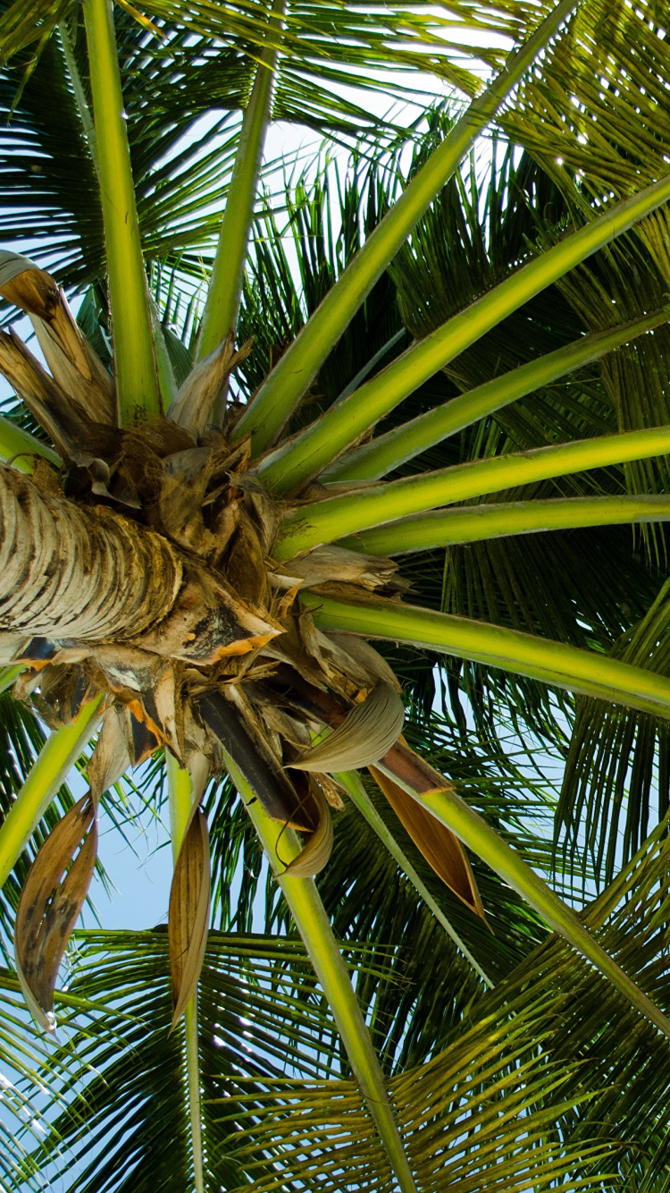 Palmera Verde Durante el Día. Wallpaper in 750x1334 Resolution