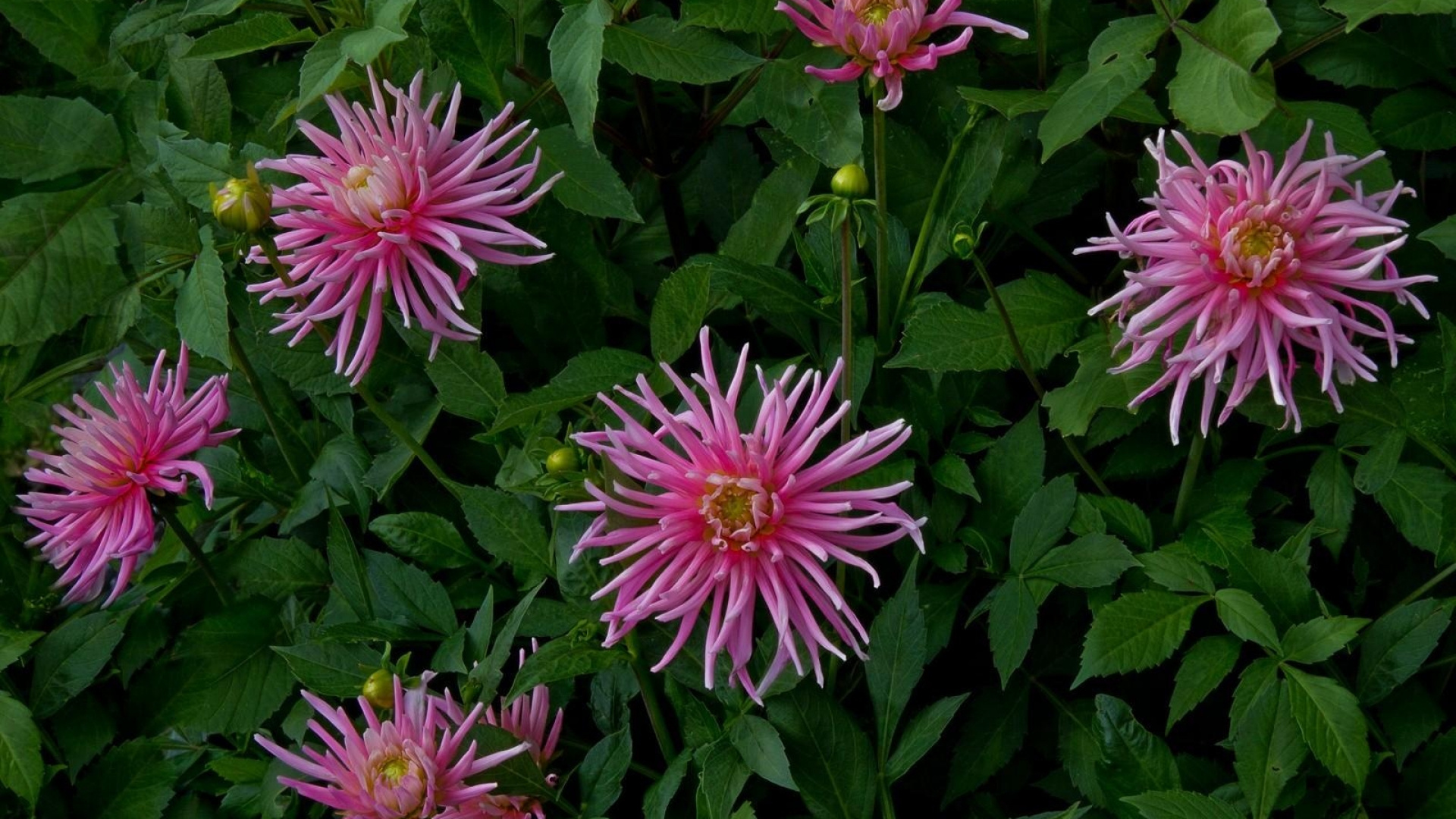 Pink and White Flowers With Green Leaves. Wallpaper in 1920x1080 Resolution