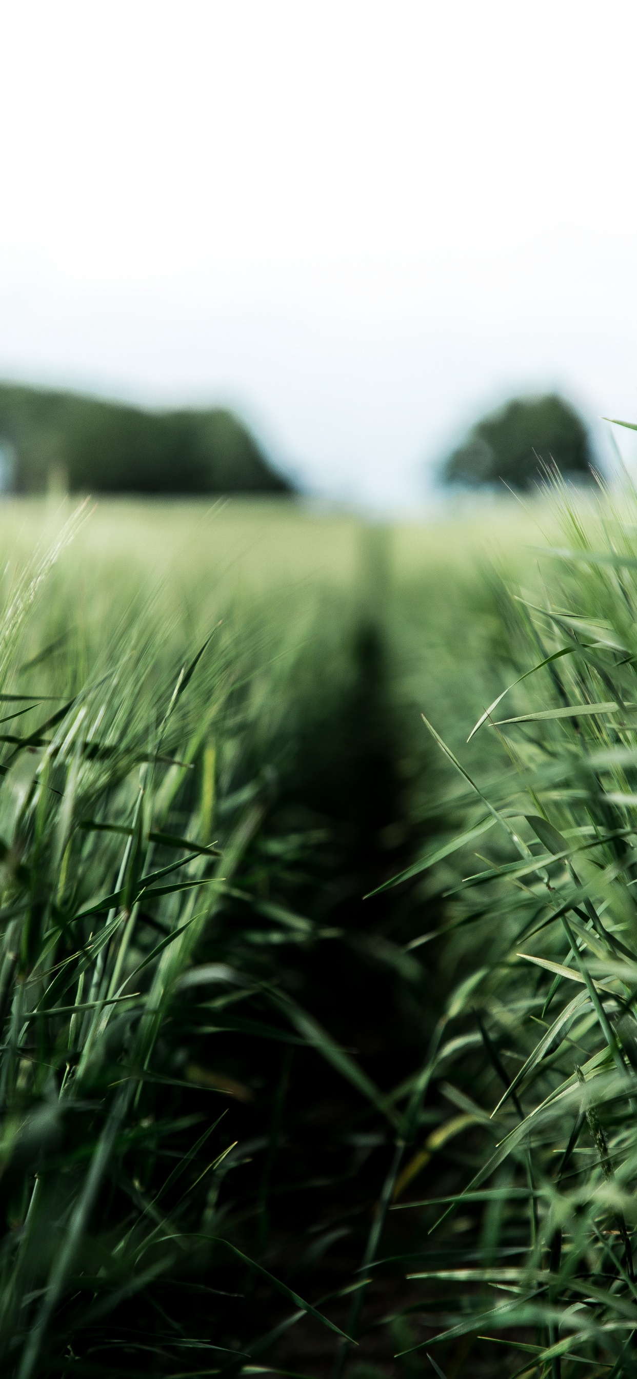 Green, Crop, Dibond, Poster, Grass Family. Wallpaper in 1242x2688 Resolution