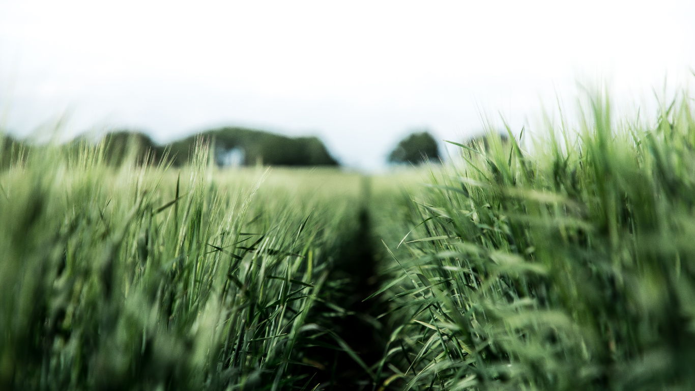 Green, Crop, Dibond, Poster, Grass Family. Wallpaper in 1366x768 Resolution