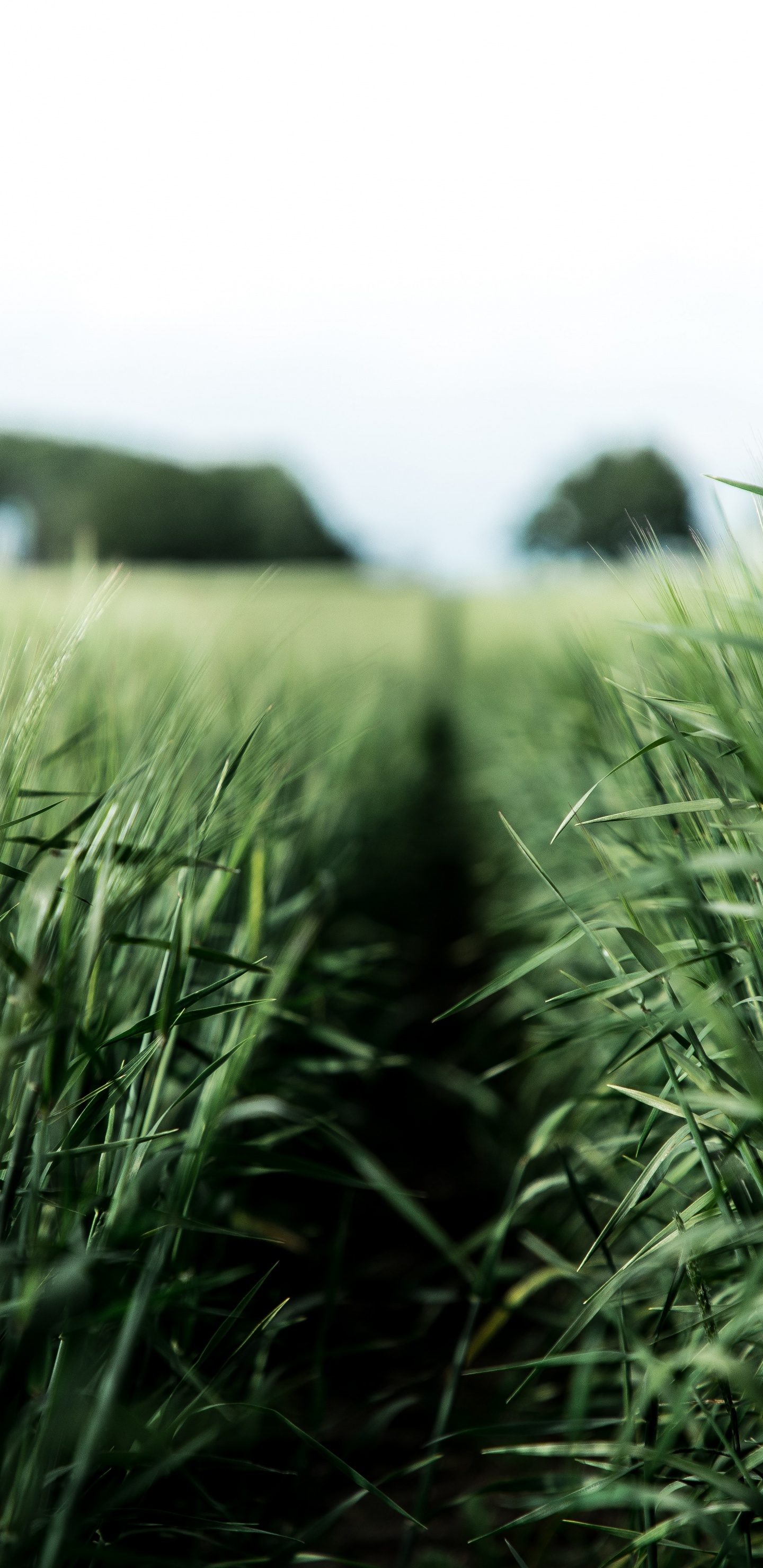 Green, Crop, Dibond, Poster, Grass Family. Wallpaper in 1440x2960 Resolution