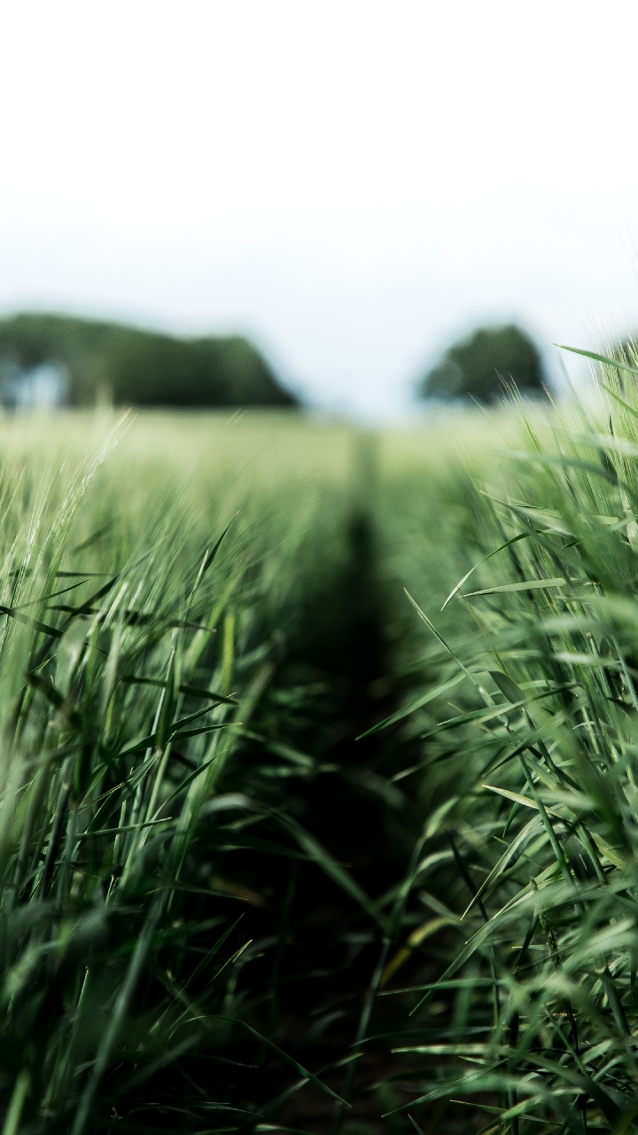 Green, Crop, Dibond, Poster, Grass Family. Wallpaper in 720x1280 Resolution