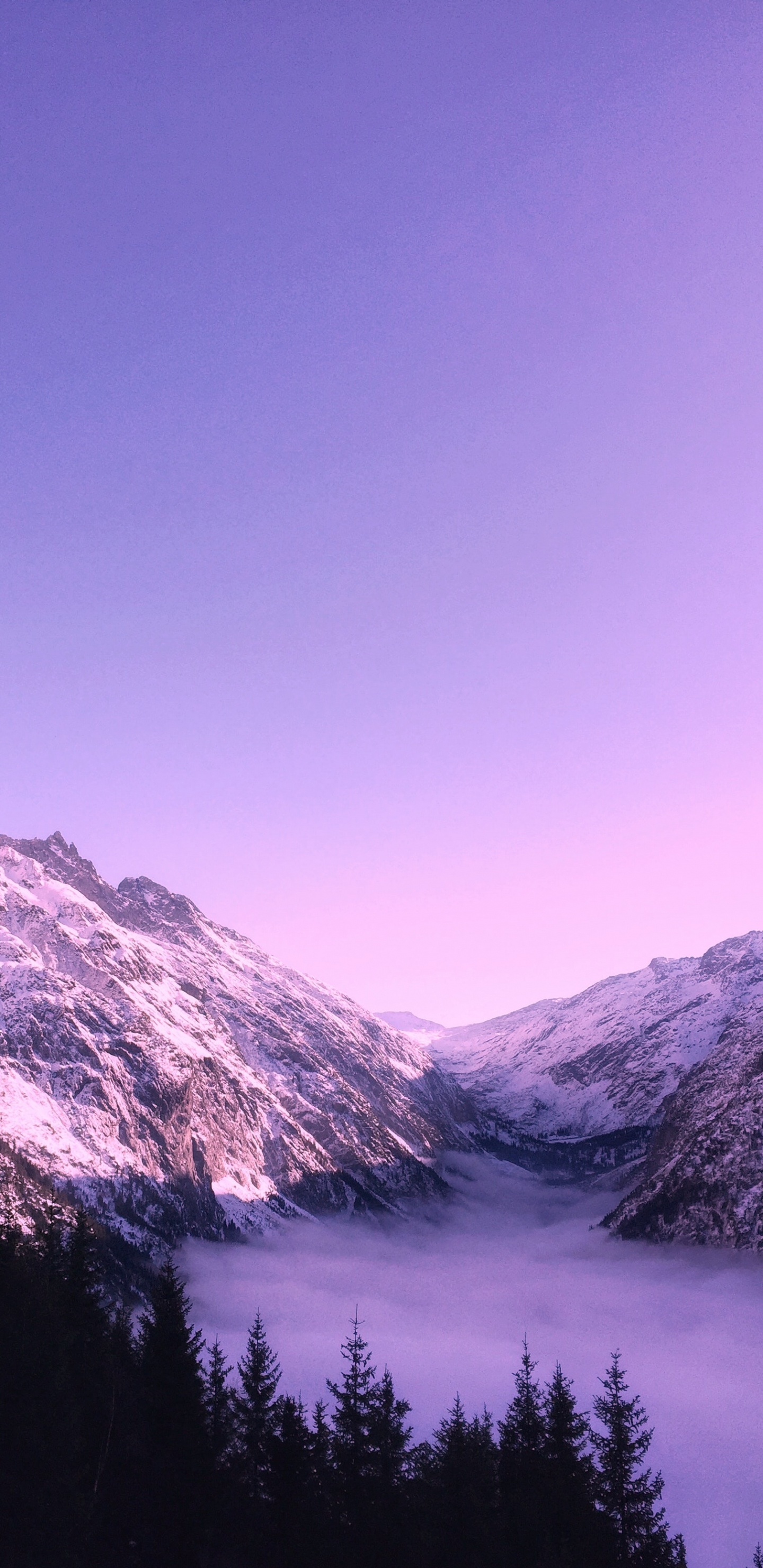 Süße Lila Ästhetik, Ästhetik, Purpur, Dunkelviolett, Niedlichkeit. Wallpaper in 1440x2960 Resolution