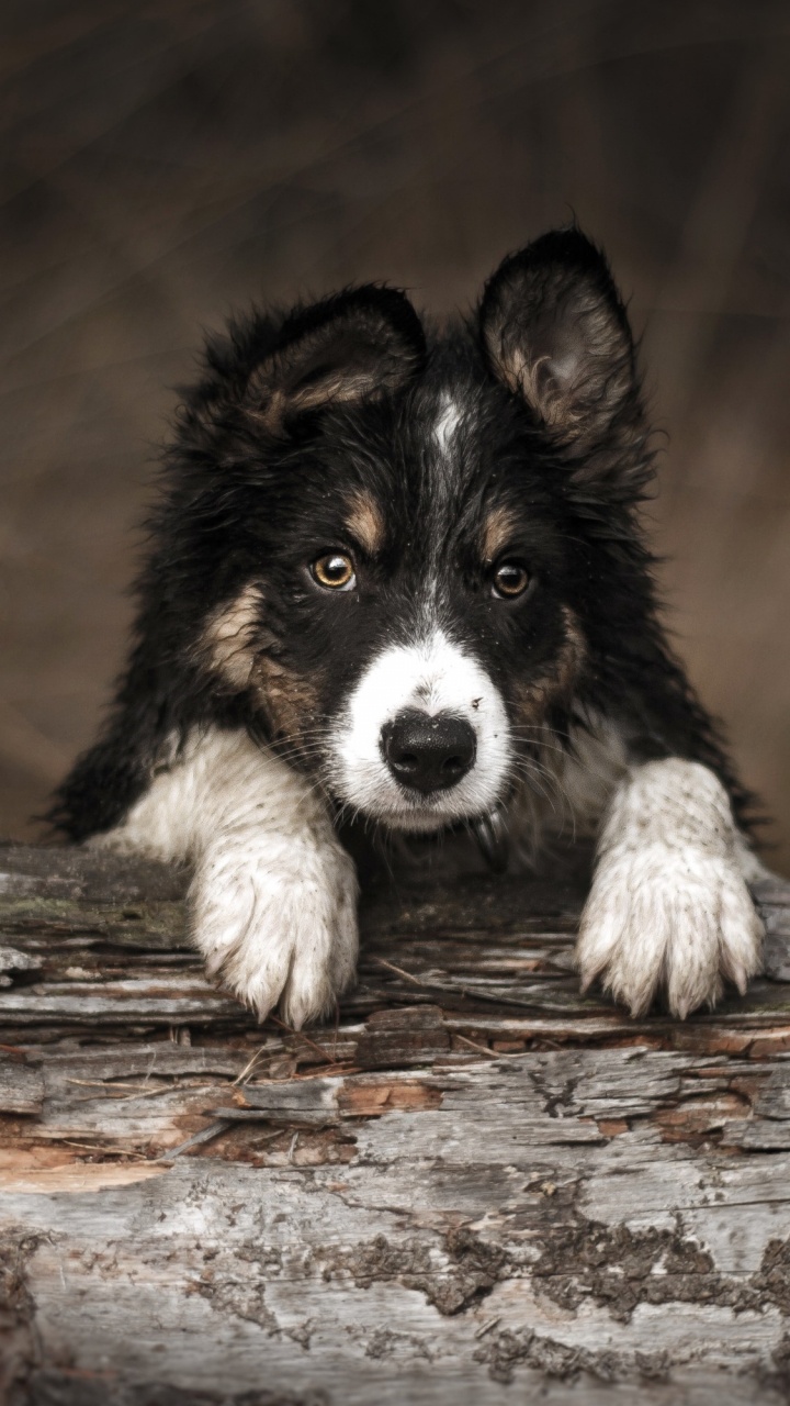 Wald-Border-Collie, Border Collie, Ostsibirische Laika, Utonagan, Siberian Husky. Wallpaper in 720x1280 Resolution