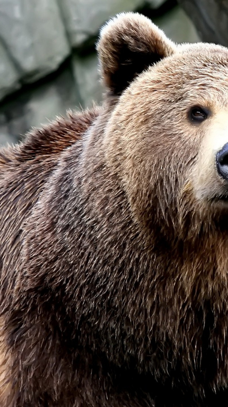 Brown Bear on Green Moss. Wallpaper in 750x1334 Resolution