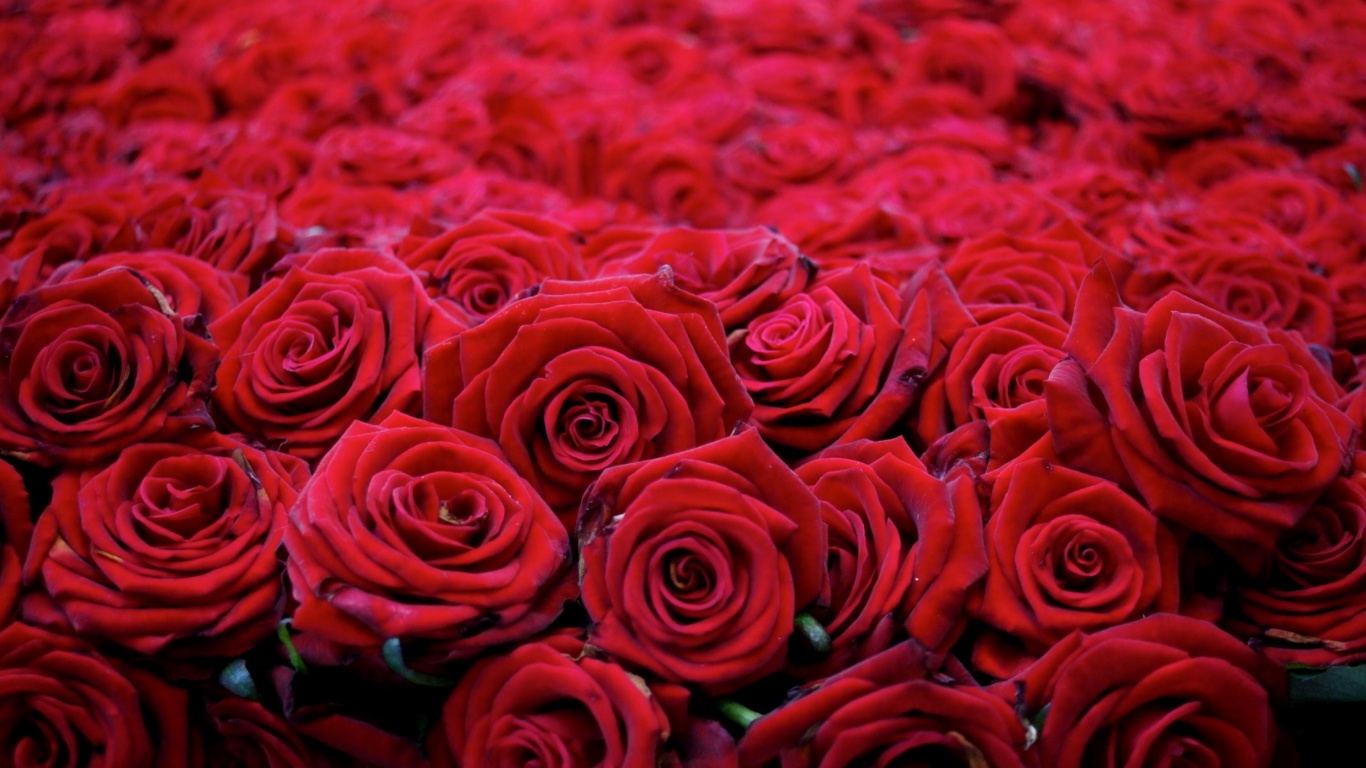 Roses Rouges Sur Textile Rouge. Wallpaper in 1366x768 Resolution