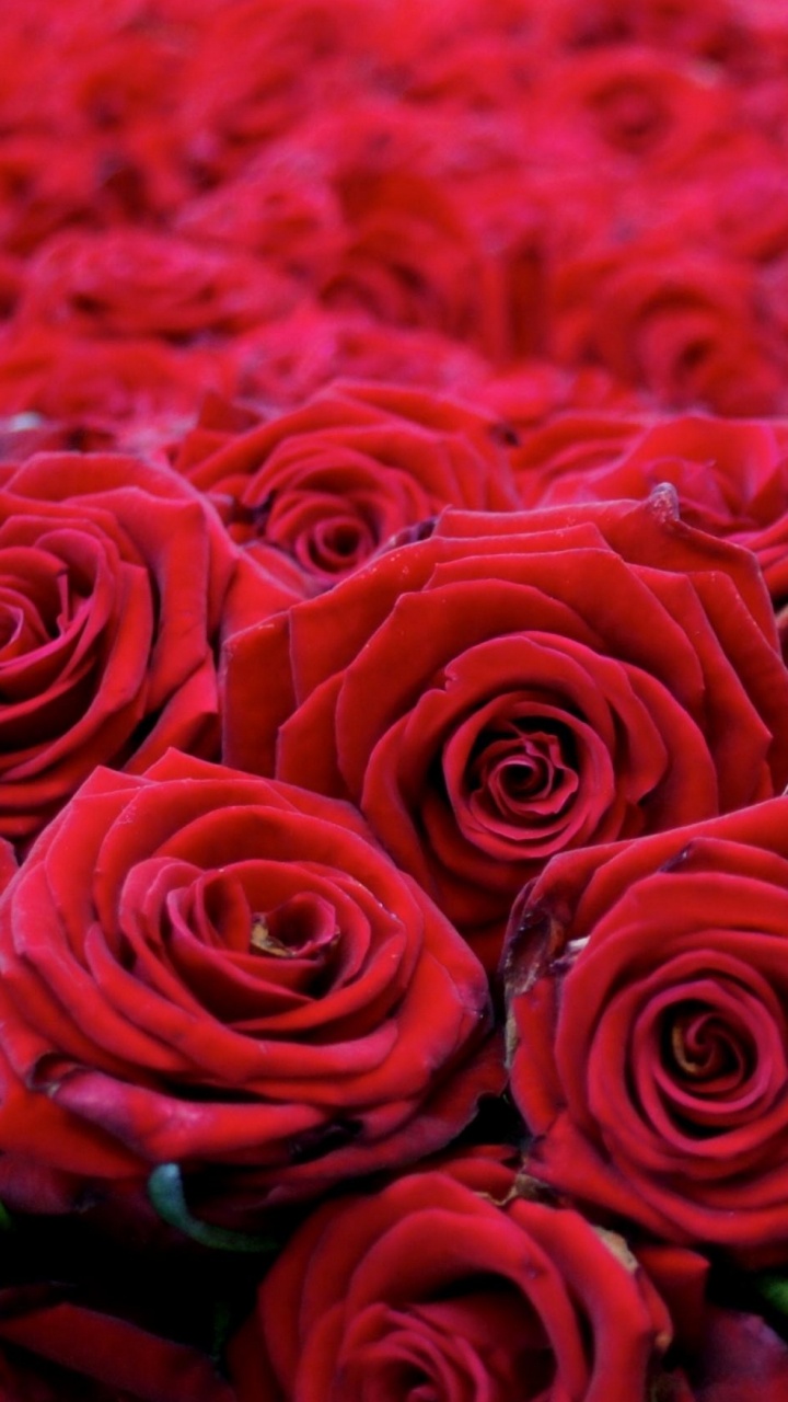 Roses Rouges Sur Textile Rouge. Wallpaper in 720x1280 Resolution