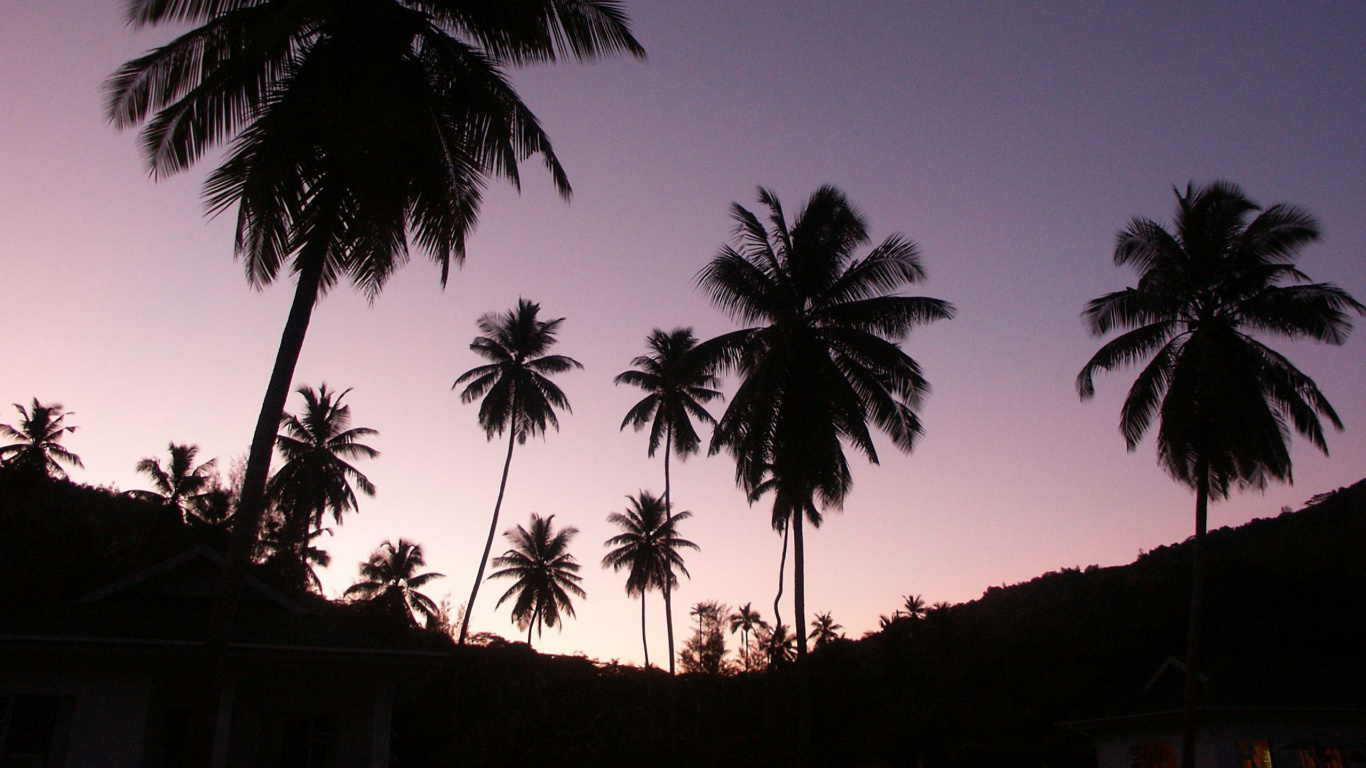 Silhouette of Coconut Trees During Sunset. Wallpaper in 1366x768 Resolution
