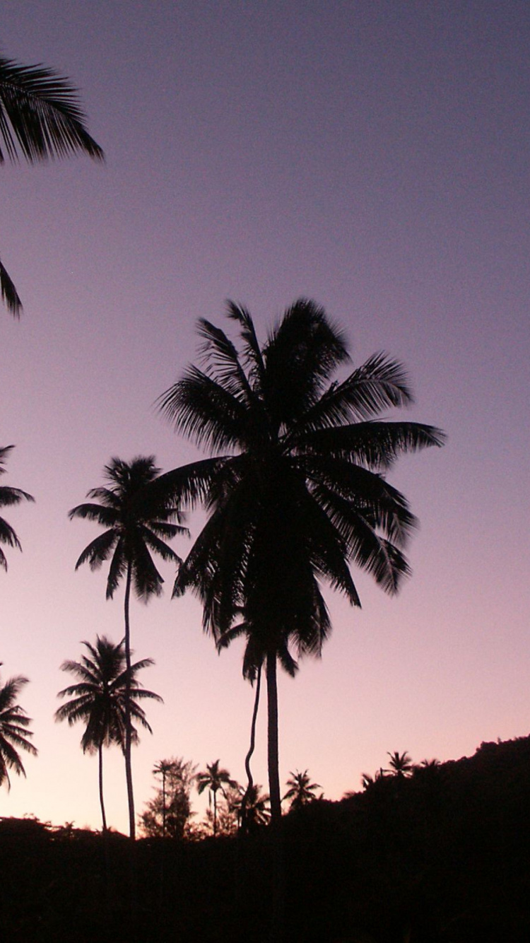 Silhouette de Cocotiers au Coucher du Soleil. Wallpaper in 750x1334 Resolution