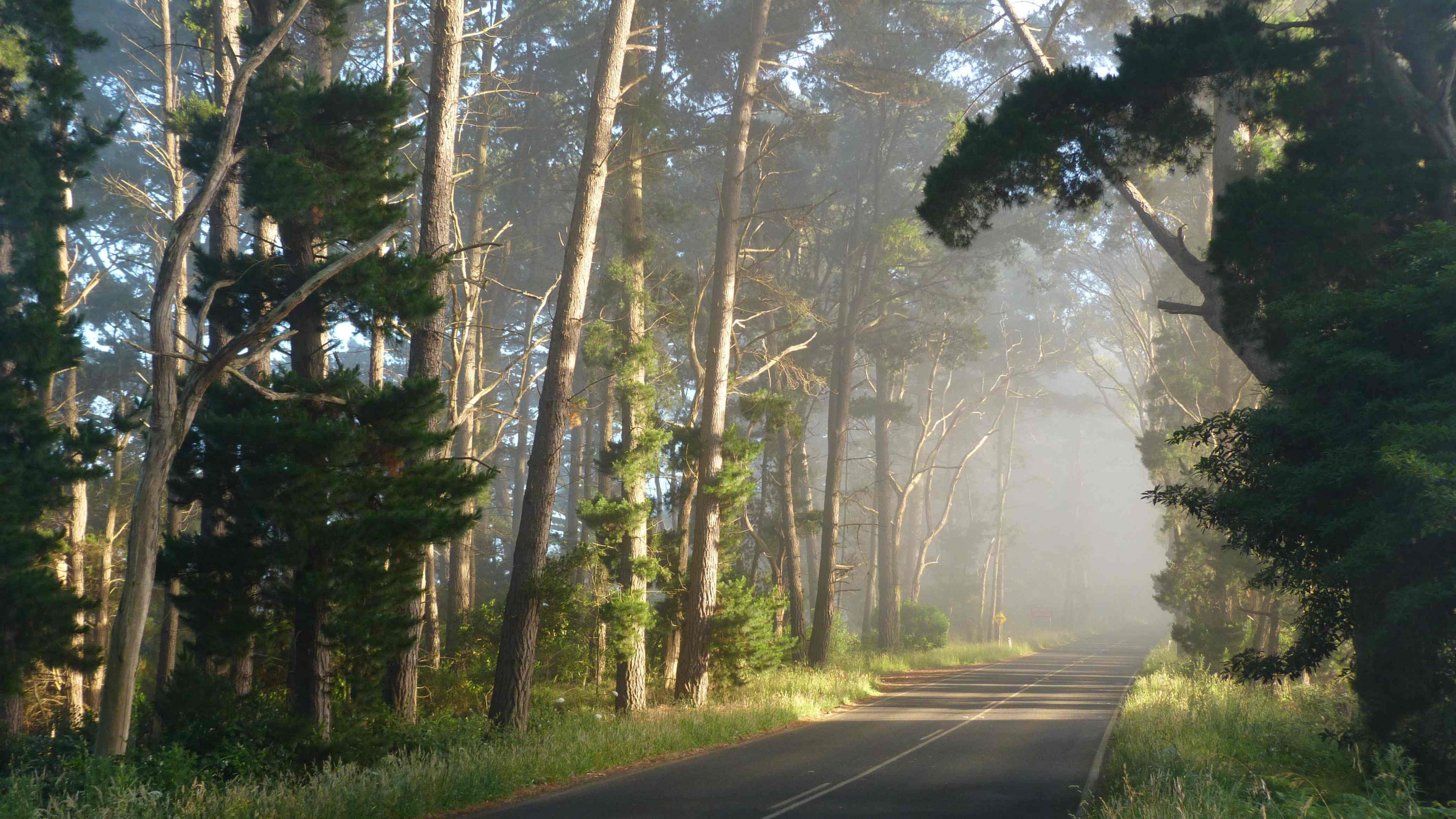 Gray Asphalt Road Between Green Trees During Foggy Day. Wallpaper in 3840x2160 Resolution