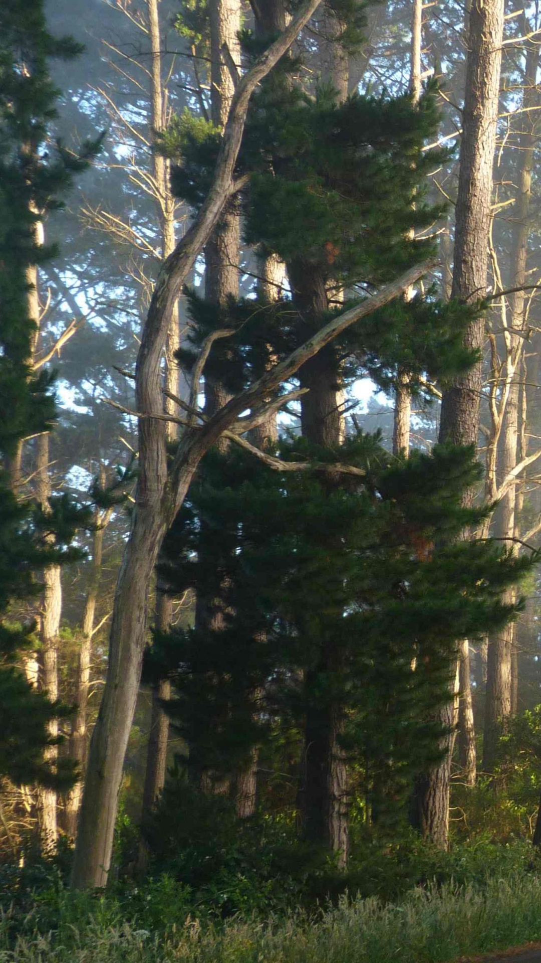 早上, 森林, 性质, 阳光, 生物群落 壁纸 1080x1920 允许