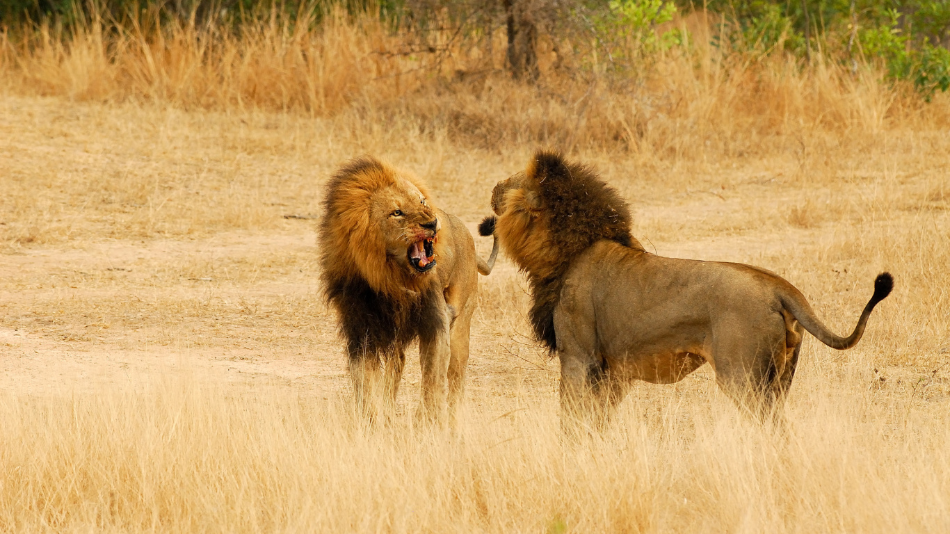 Brown Lion on Brown Grass Field During Daytime. Wallpaper in 1366x768 Resolution