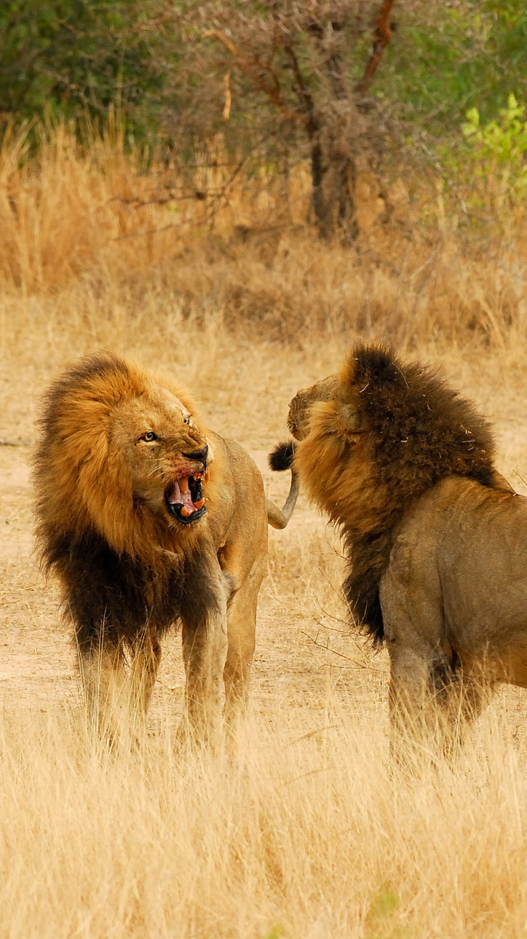 Brown Lion on Brown Grass Field During Daytime. Wallpaper in 750x1334 Resolution