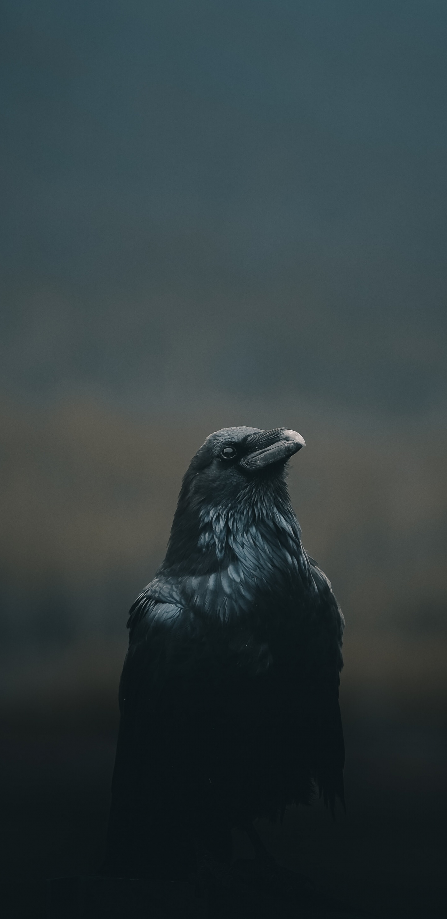 Black Crow in Tilt Shift Lens. Wallpaper in 1440x2960 Resolution