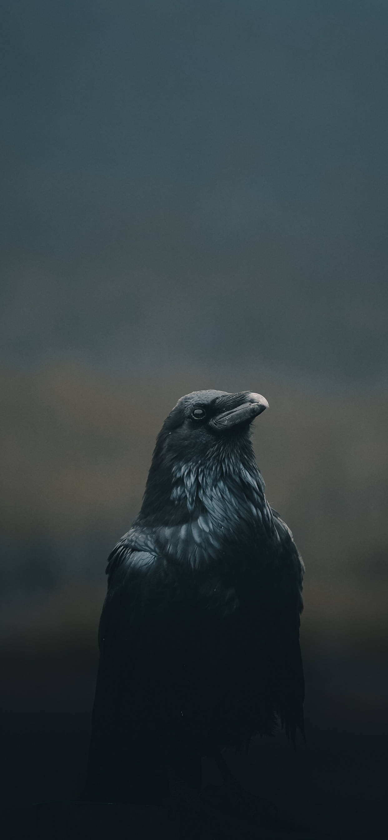 Corbeau Noir Dans L'objectif à Basculement. Wallpaper in 1242x2688 Resolution