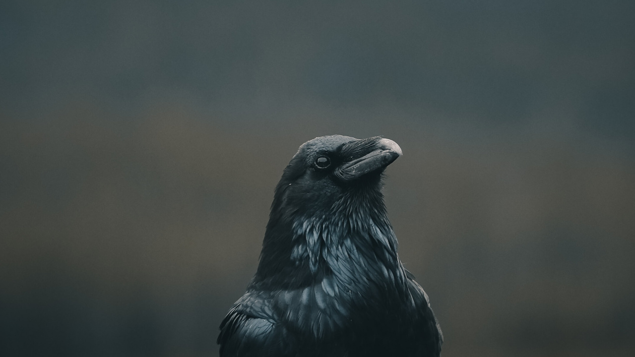 Corbeau Noir Dans L'objectif à Basculement. Wallpaper in 1280x720 Resolution