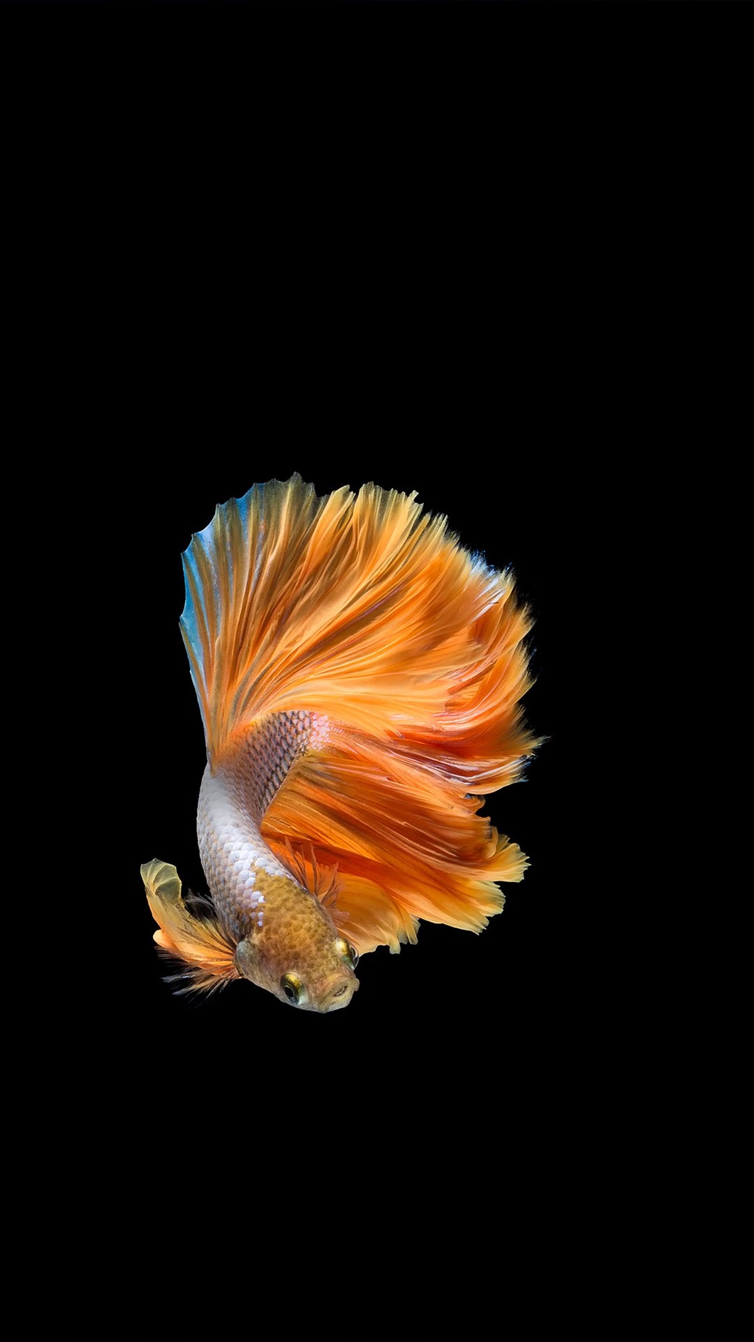 ZTE, ZTE Axon M, Poisson de Combat Siamois, Poisson, Koi. Wallpaper in 1080x1920 Resolution