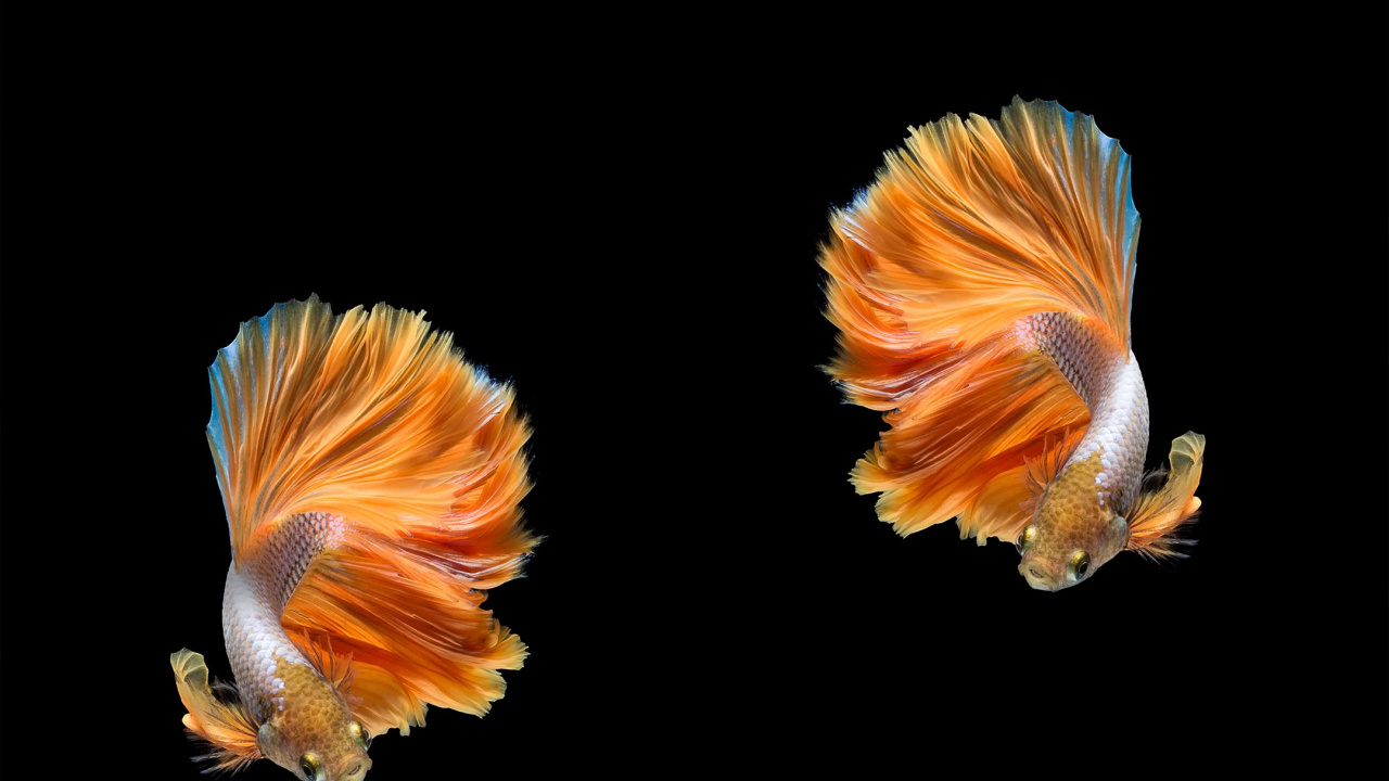 ZTE, ZTE Axon M, Siamese Fighting Fish, Fish, Koi. Wallpaper in 1280x720 Resolution