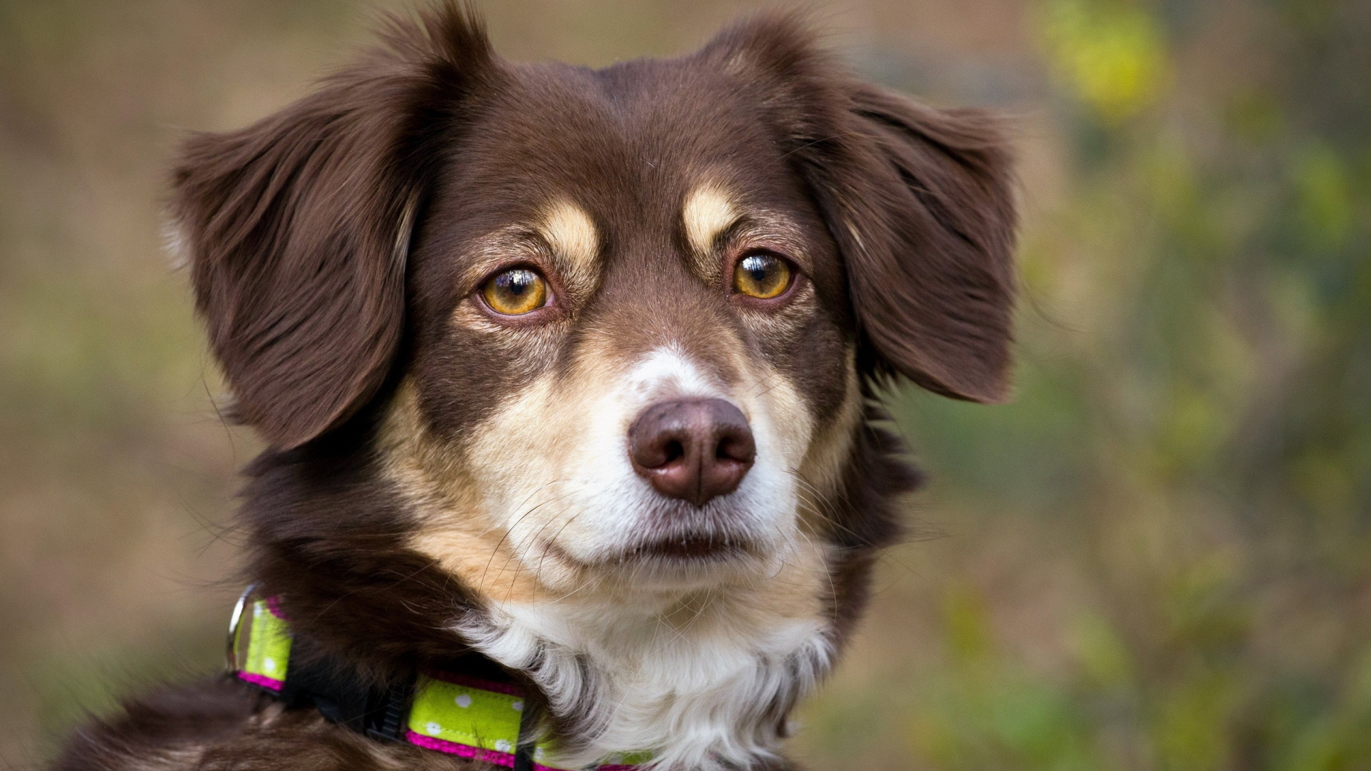 Brown and White Short Coated Dog. Wallpaper in 1920x1080 Resolution