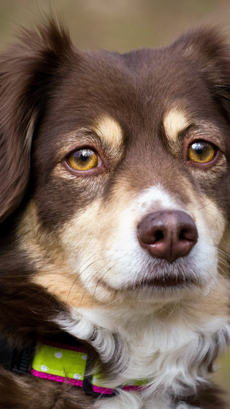 Brown and White Short Coated Dog. Wallpaper in 750x1334 Resolution
