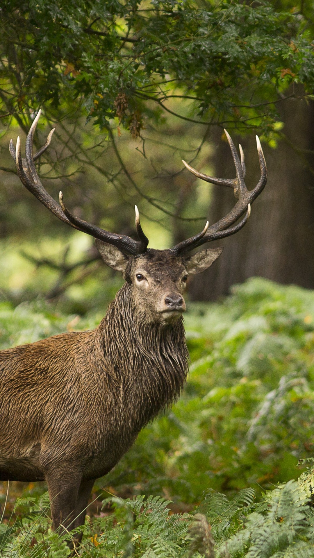 Brown Deer on Green Grass During Daytime. Wallpaper in 1080x1920 Resolution