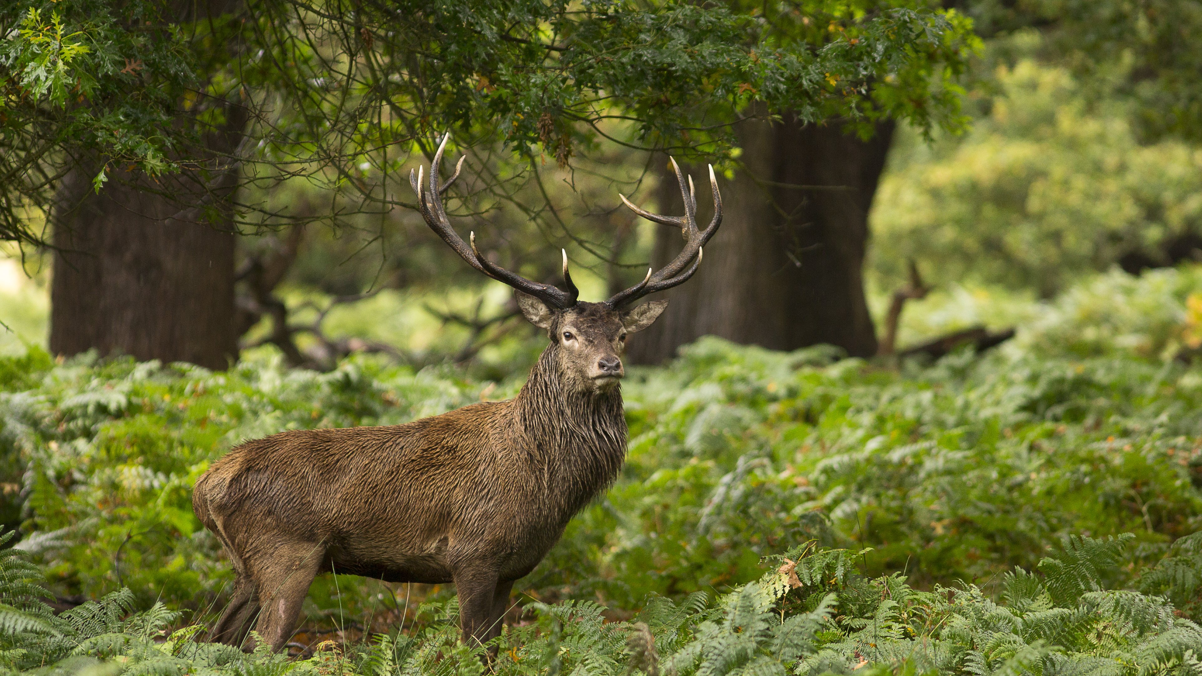 Brown Deer on Green Grass During Daytime. Wallpaper in 3840x2160 Resolution