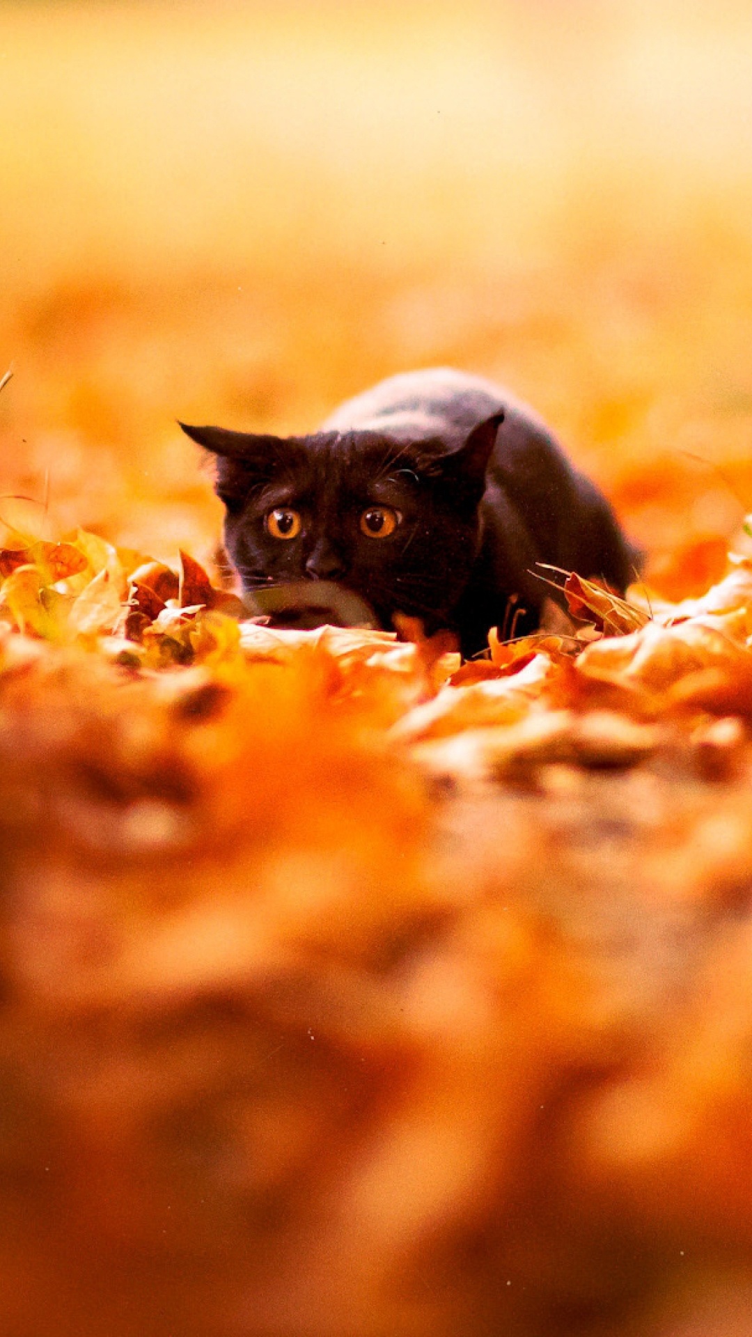 Schwarze Katze Liegt Auf Braunen Getrockneten Blättern. Wallpaper in 1080x1920 Resolution