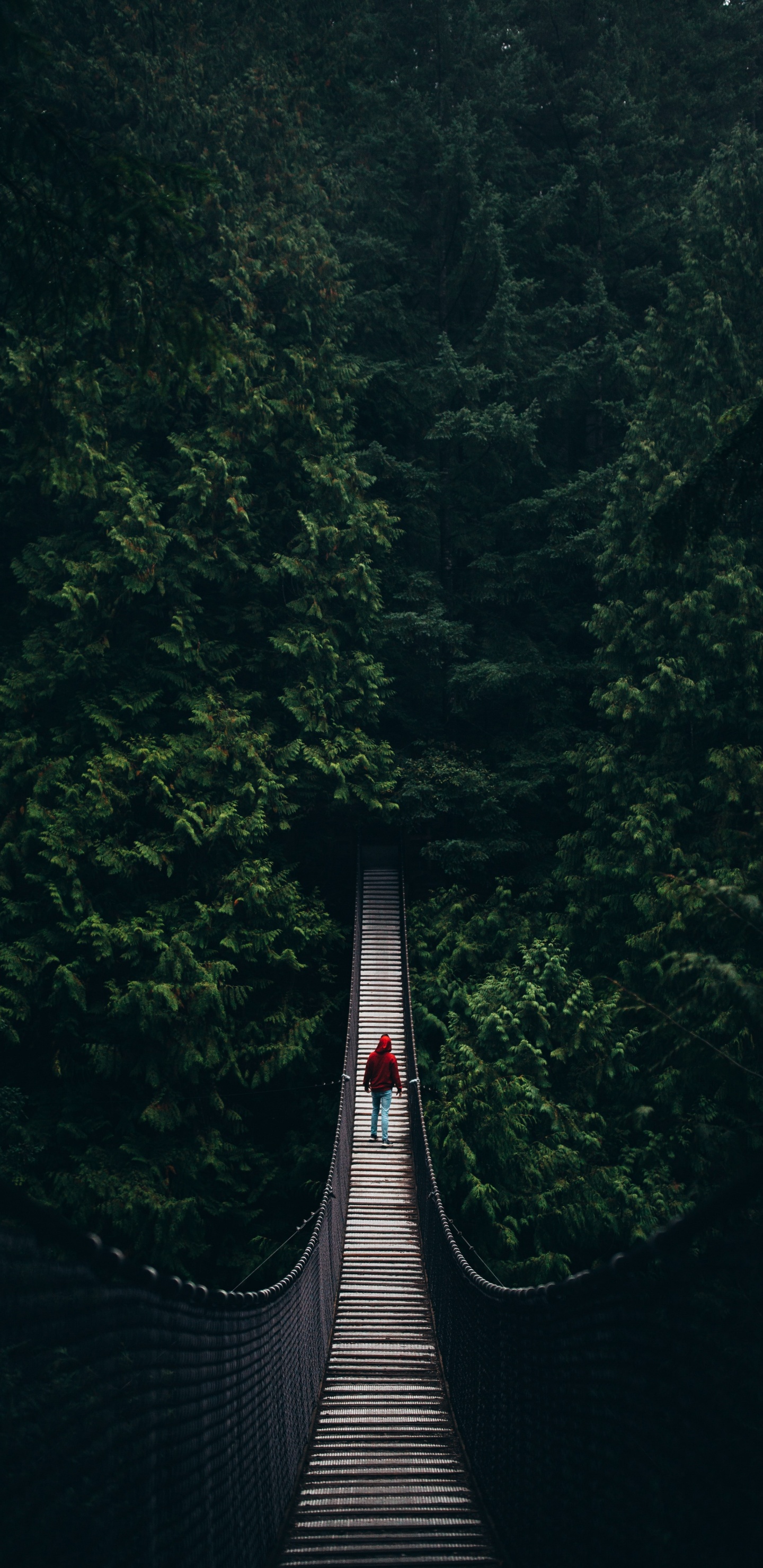 Pont Suspendu Gris Entre Les Arbres Verts Pendant la Journée. Wallpaper in 1440x2960 Resolution