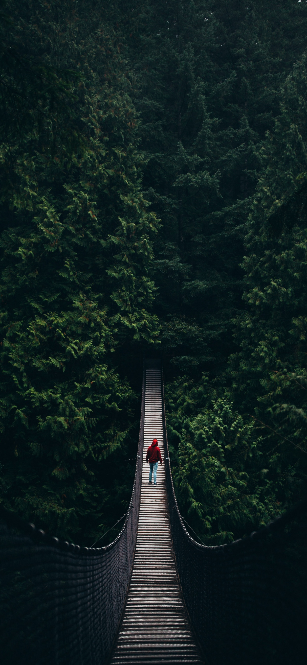 性质, 绿色的, 自然景观, 自然环境, 森林 壁纸 1242x2688 允许