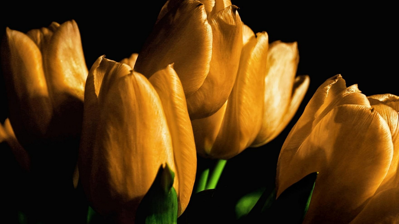 Yellow Tulips in Bloom Close up Photo. Wallpaper in 1280x720 Resolution