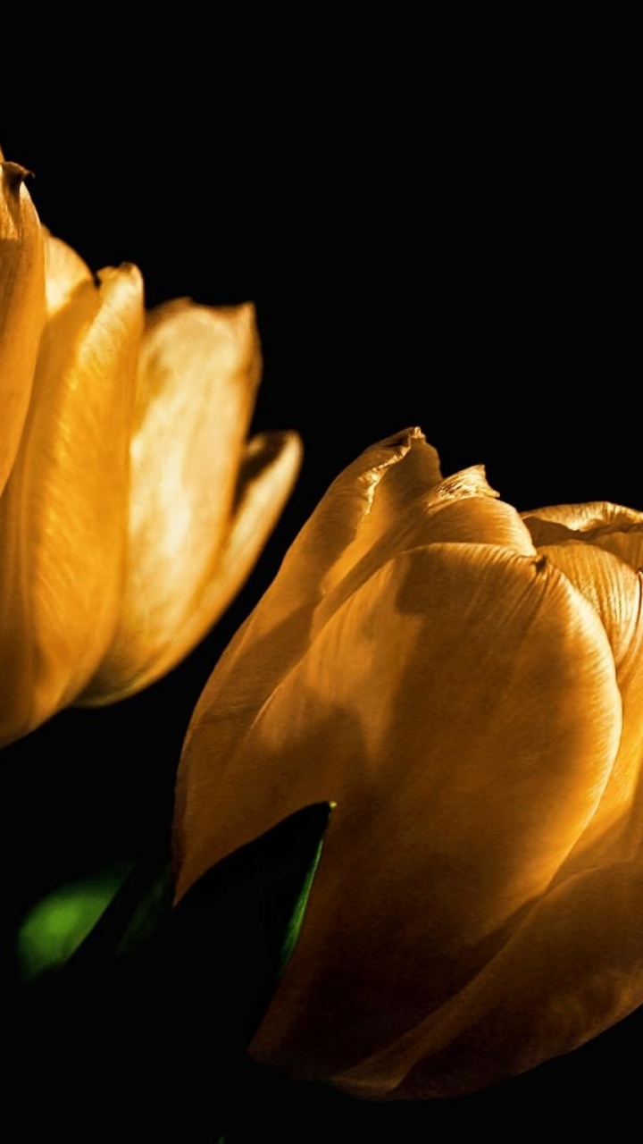Yellow Tulips in Bloom Close up Photo. Wallpaper in 720x1280 Resolution