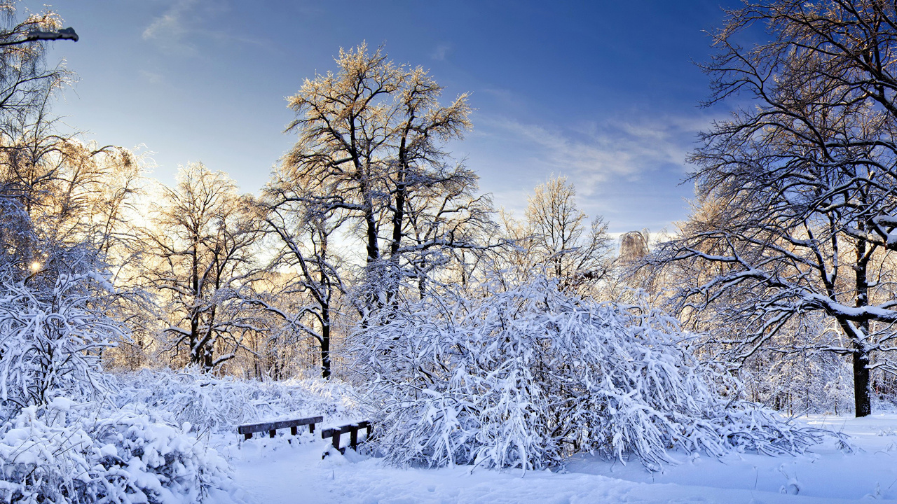 Arbres Blancs Sur Sol Couvert de Neige Sous Ciel Bleu Pendant la Journée. Wallpaper in 1280x720 Resolution